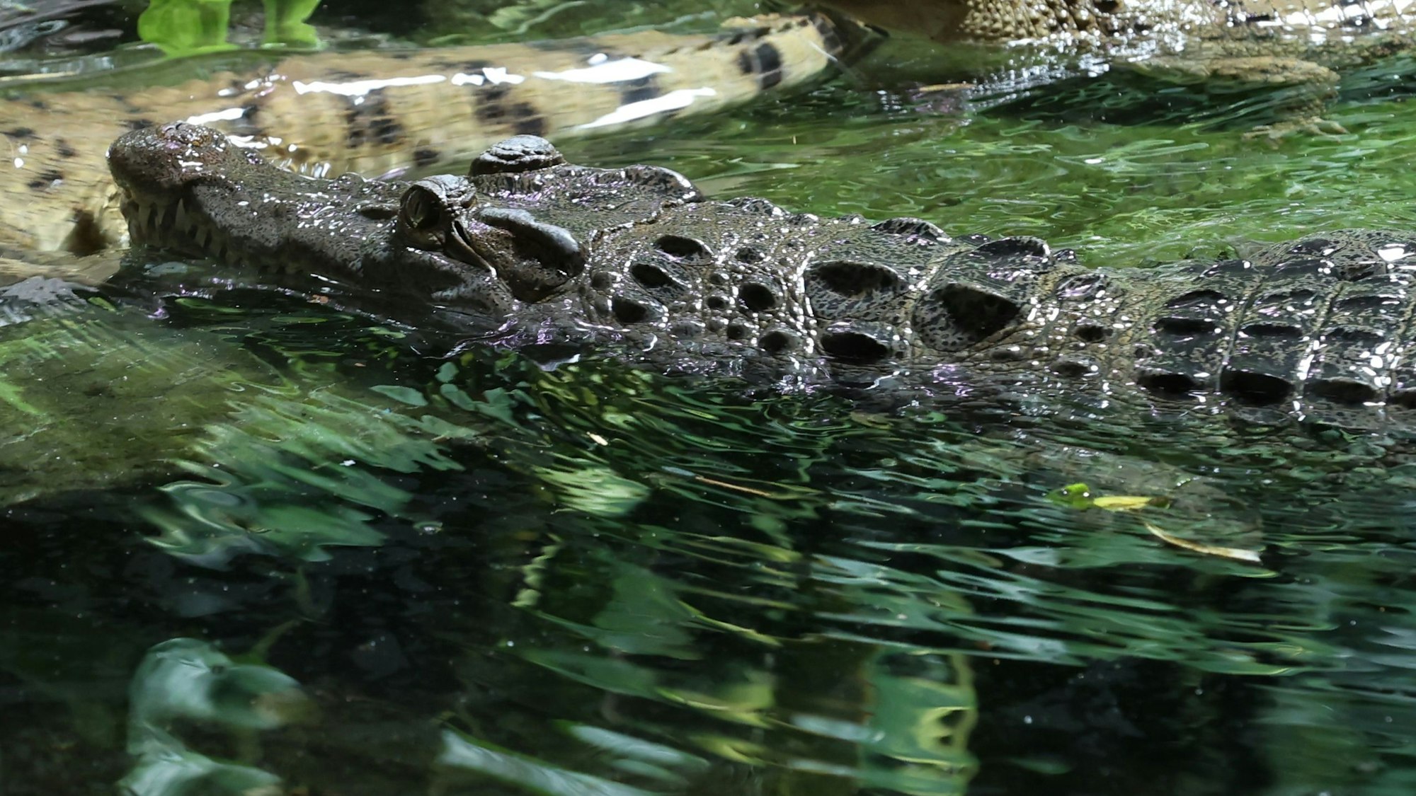 Die Philippinen-Krokodile im Kölner Zoo
