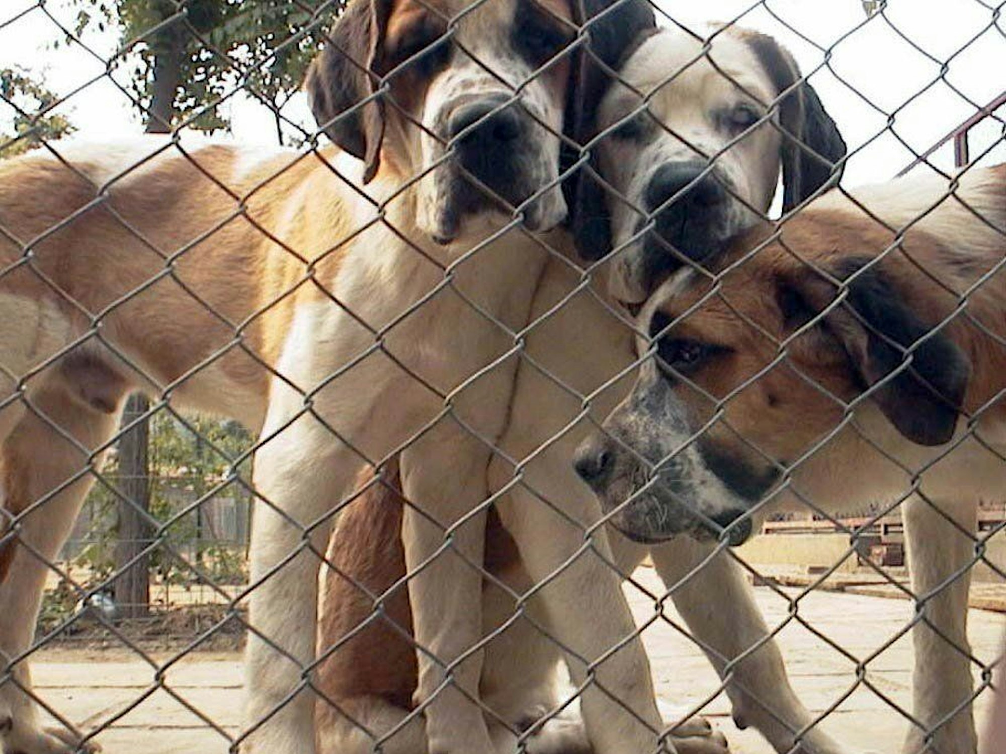 Die undatierte Aufnahme zeigt vier Monate alte Bernhardiner, die hinter einem Zaun in Peking eingesperrt sind.