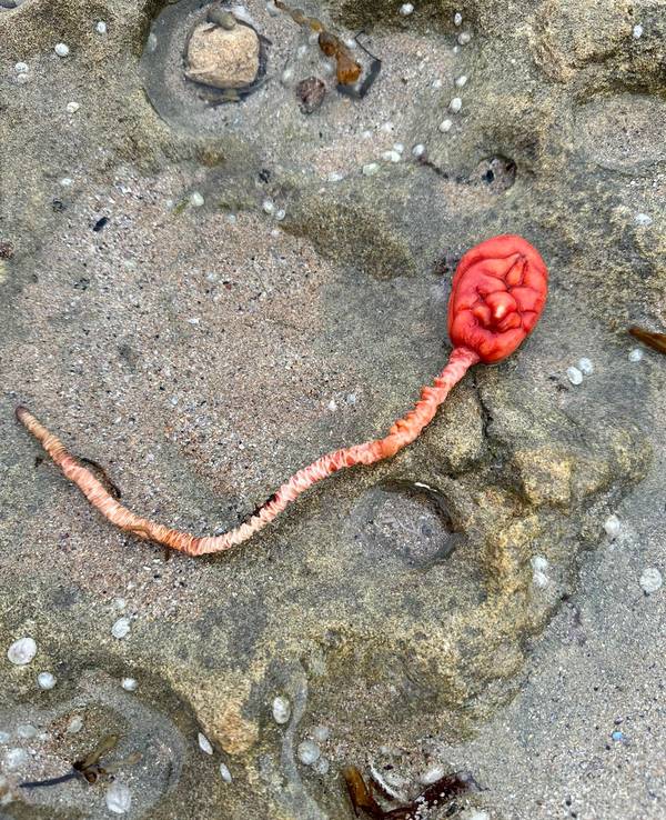 Eine rote See-Tulpe liegt auf einem Felsen.