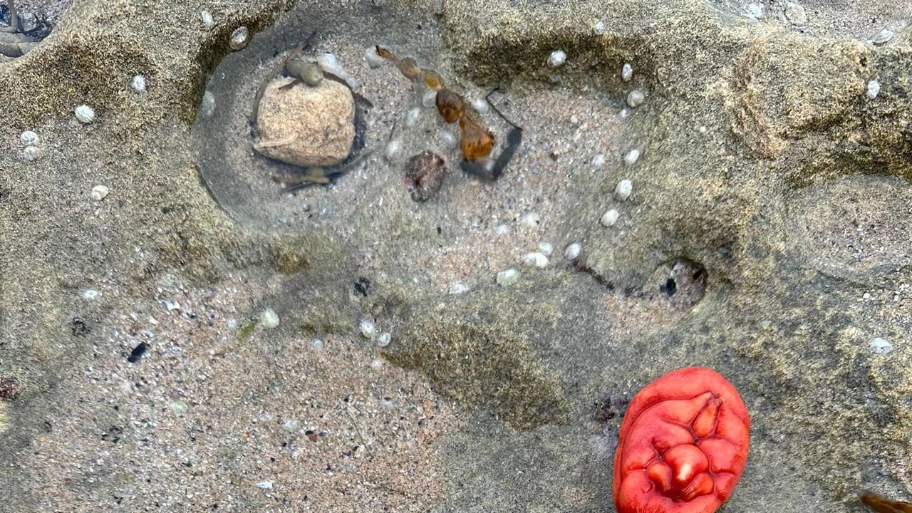 Eine rote See-Tulpe liegt auf einem Felsen.