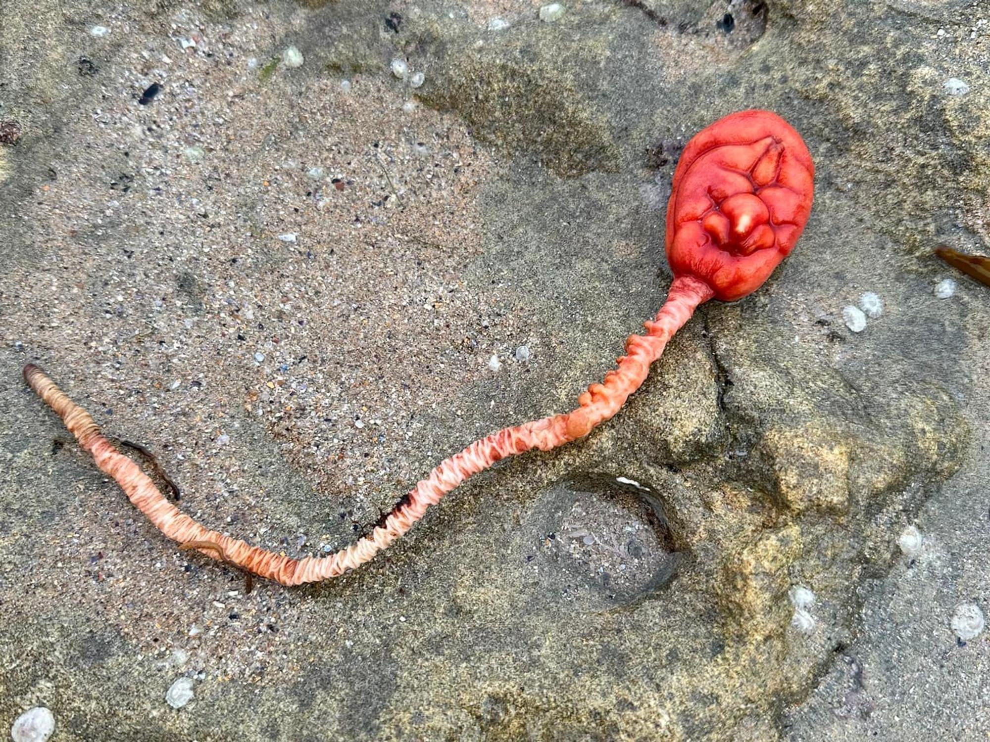 Eine rote See-Tulpe liegt auf einem Felsen.