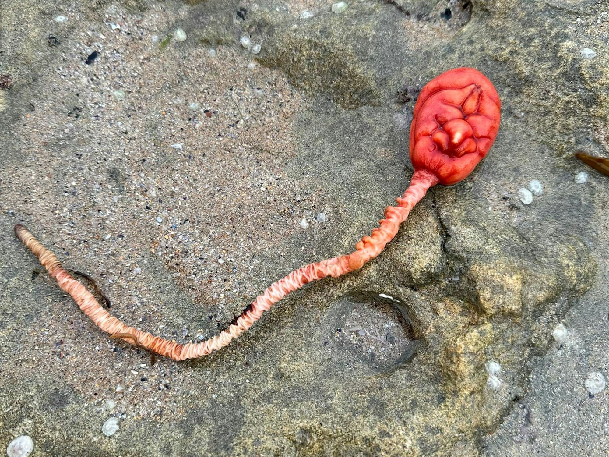 Eine rote See-Tulpe liegt auf einem Felsen.