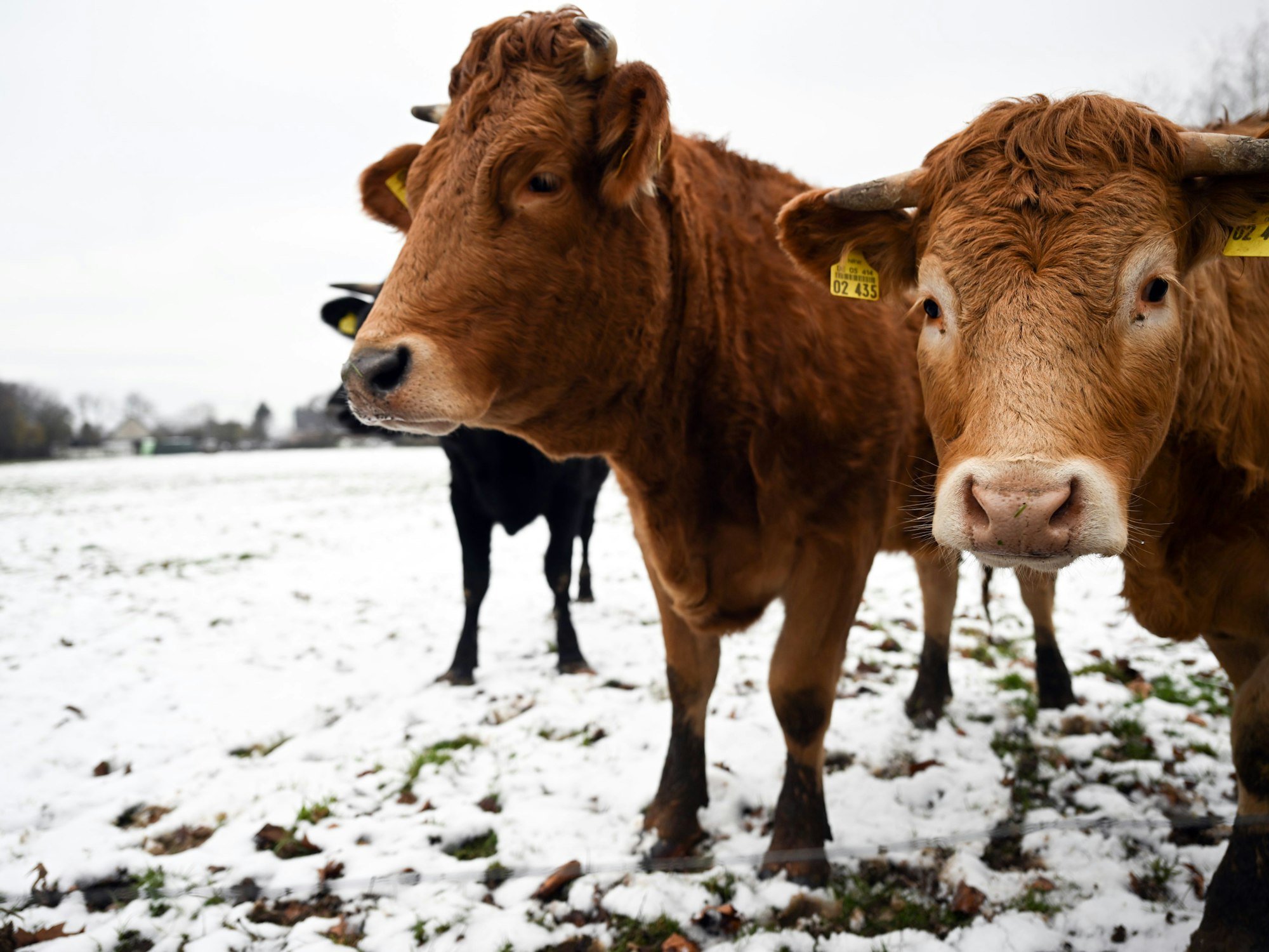 Kühe stehen auf einer schneebedeckten Weide, hier im Januar 2023 in Erkelenz.