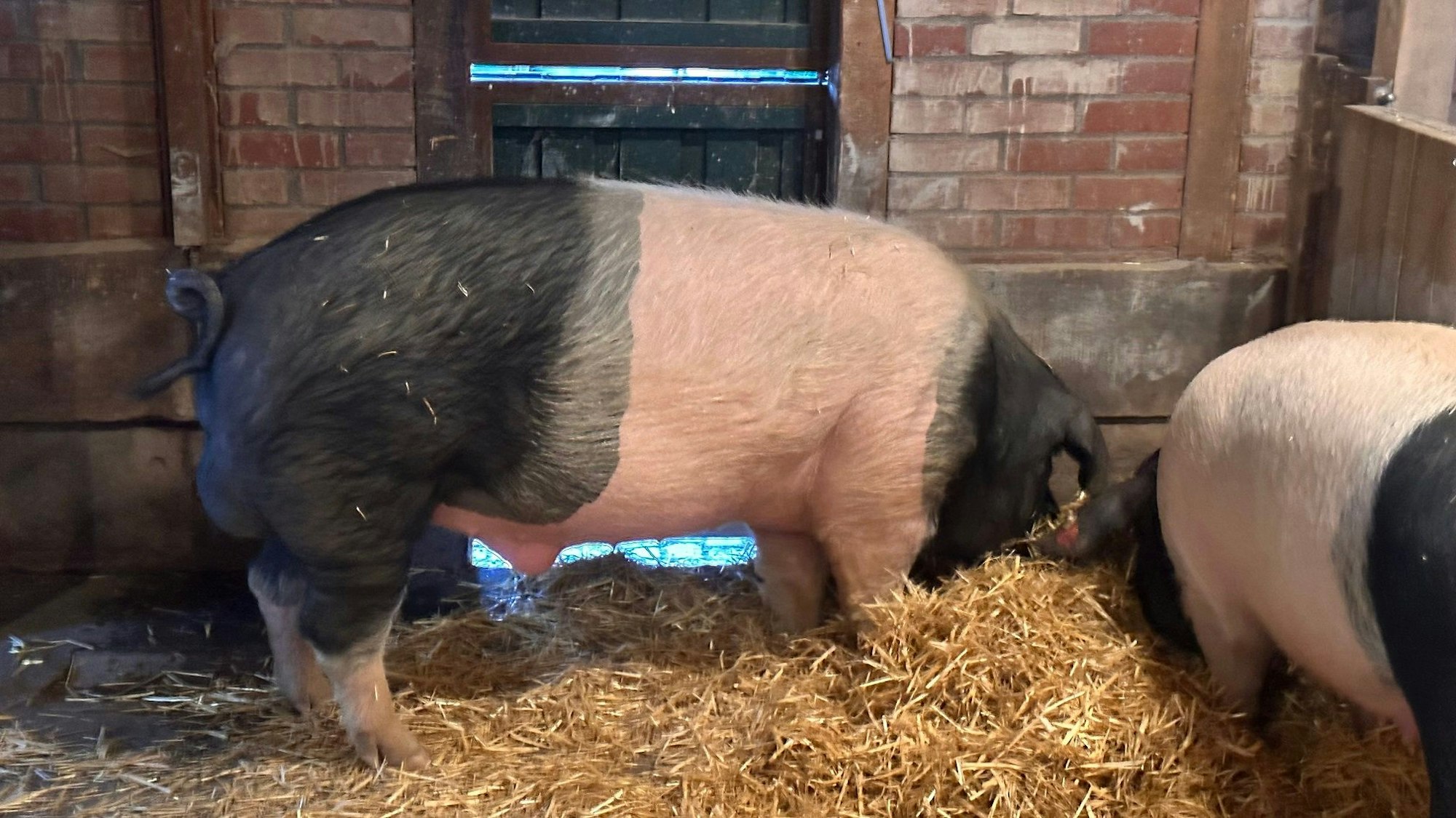 Schwein Eberhard im Kölner Zoo.