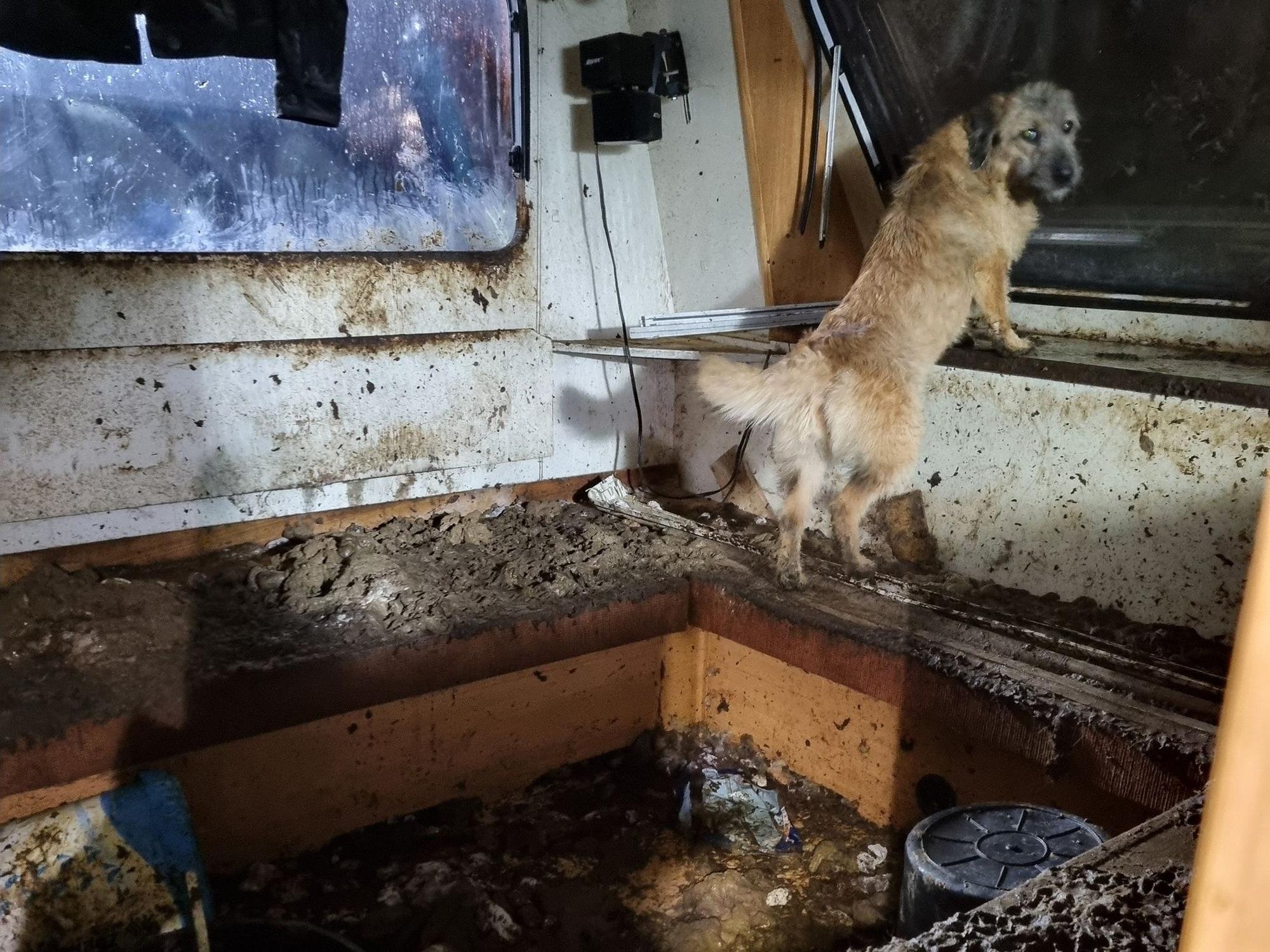Ein Hund steht am Fenster eines völlig verdreckten Wohnwagens.