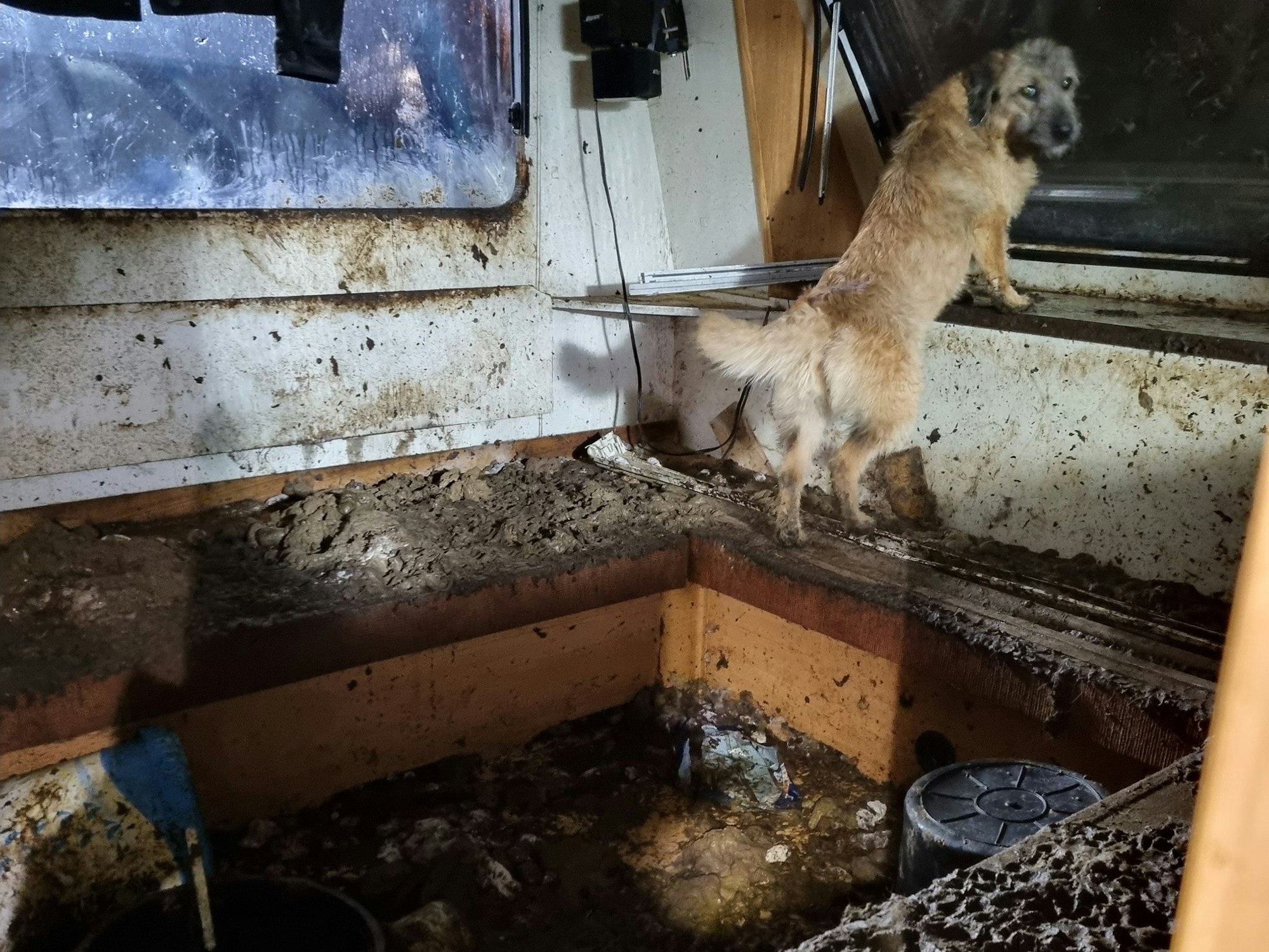 Ein Hund befindet sich in einem Wohnwagen, dessen Wände und Boden völlig verdreckt und vollgekotet sind.