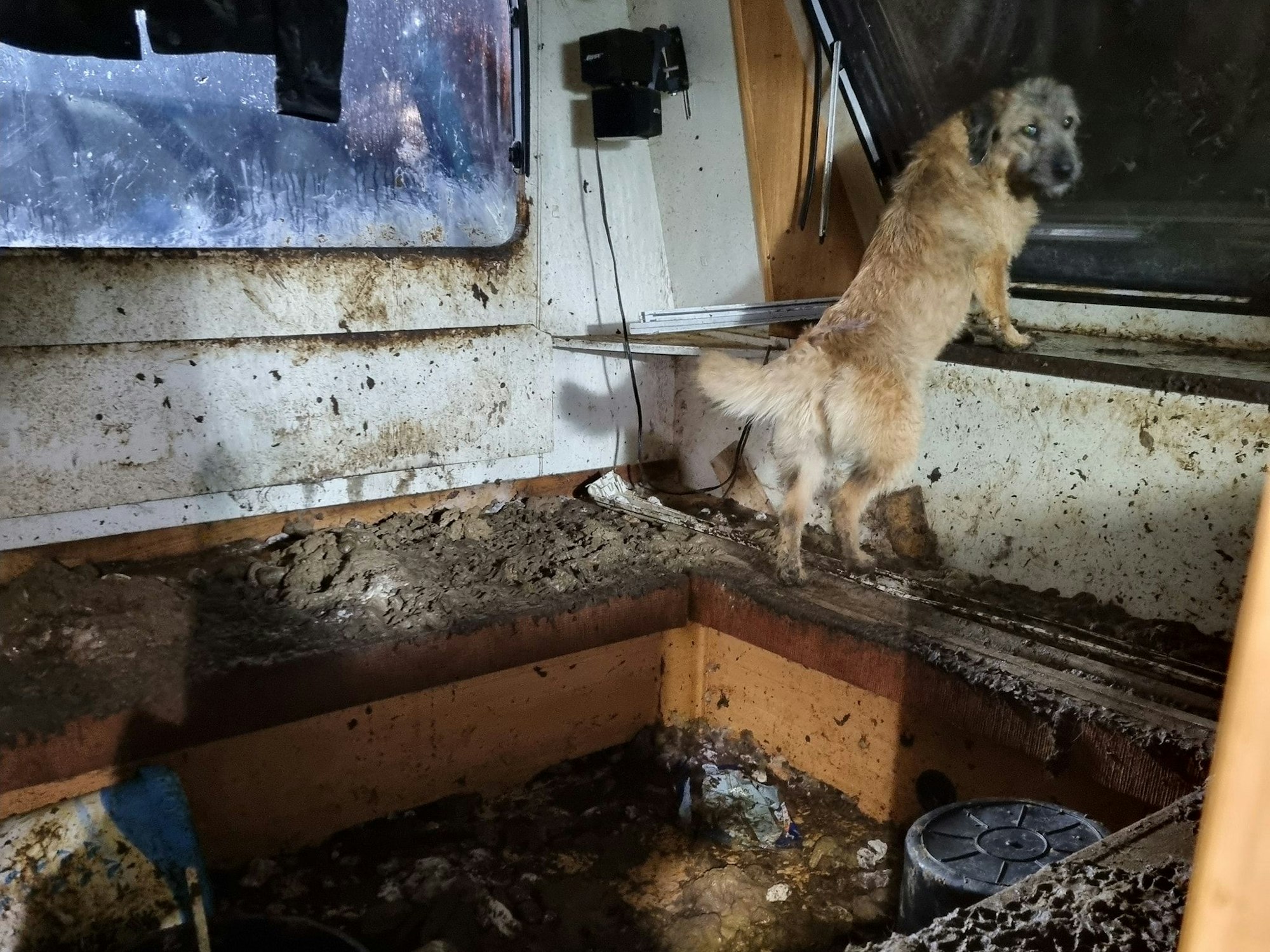 Ein Hund steht mit den Vorderpfoten am Fenster eines völlig verdreckten Wohnwagens.