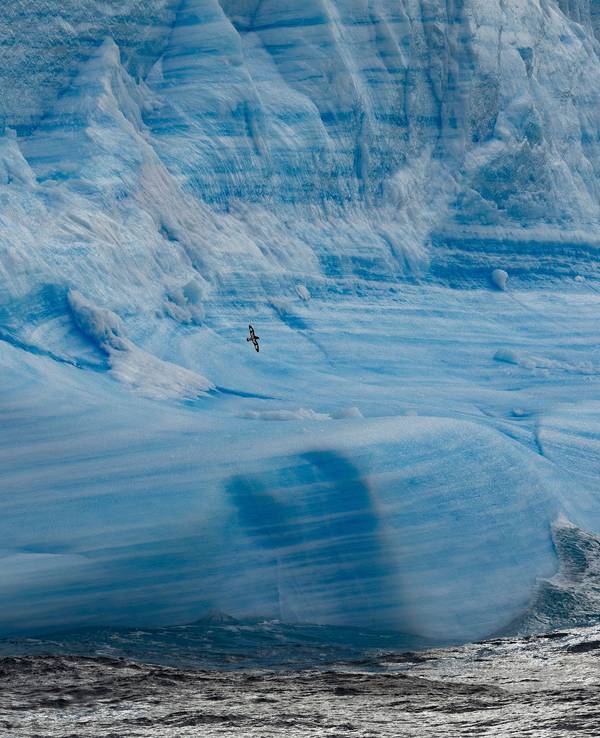 Nachdem der Vogelgrippe-Ausbruch die Antarktis erreicht hat, befürchten Umweltexpertinnen und -experten ein Massensterben von Seevögeln und Meeressäugetieren. Das Foto zeigt einen Gletscher im Weddellmeer.