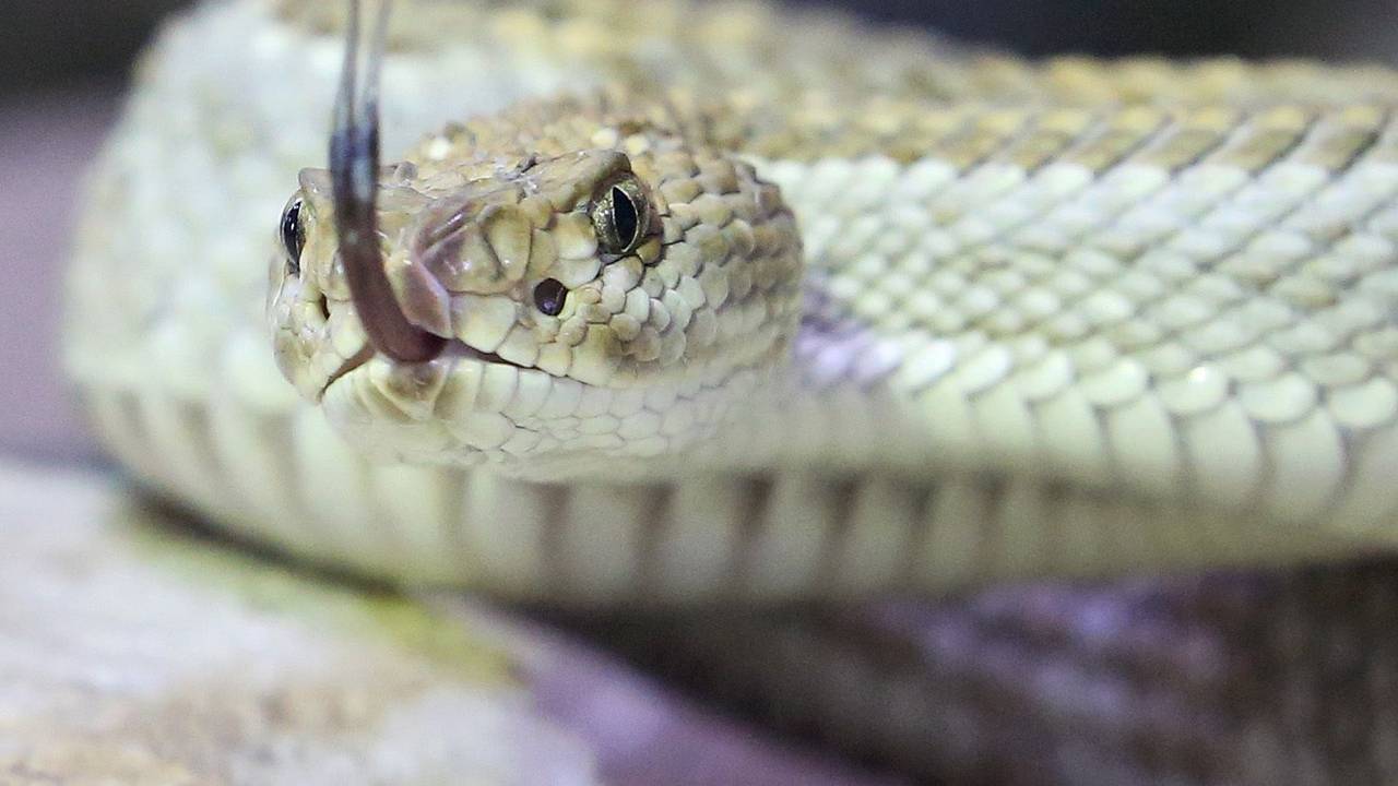 Eine giftige Aruba Klapperschlange kriecht durch ihr Terrarium im Terrazoo.