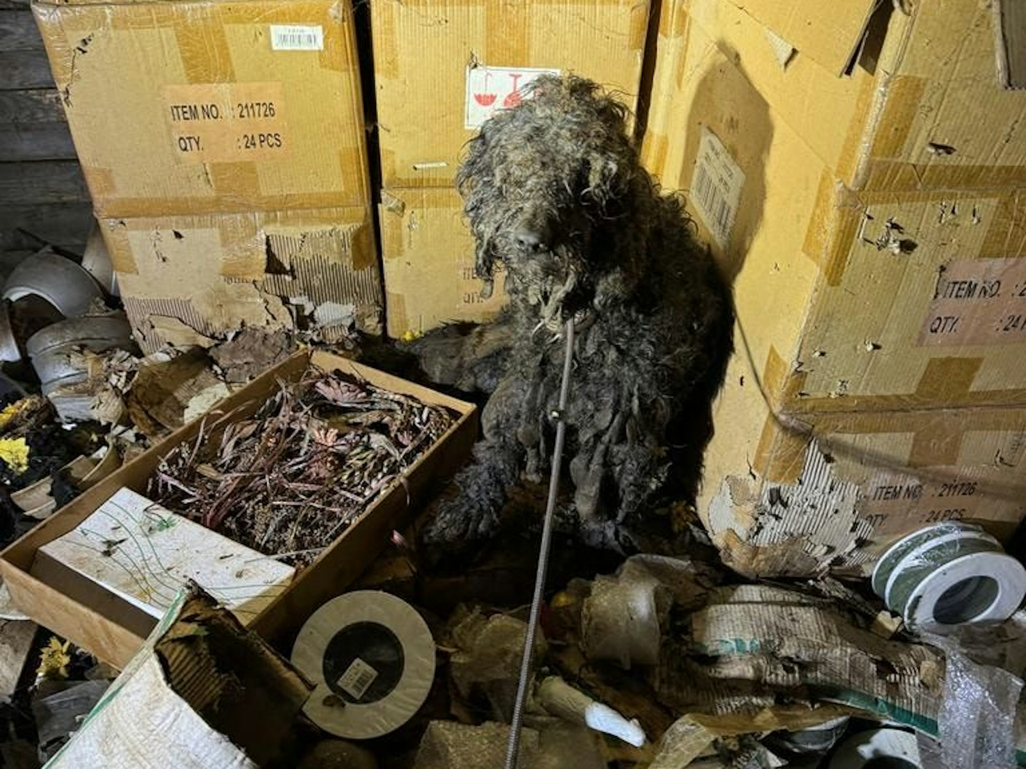 Ein Hund kauert inmitten von Müll und Dreck.