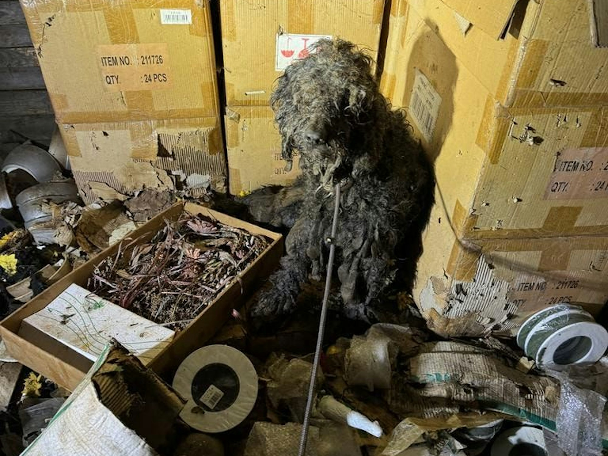 Ein völlig verwahrloster Hund hockt inmitten von Gerümpel, Müll und Dreck.