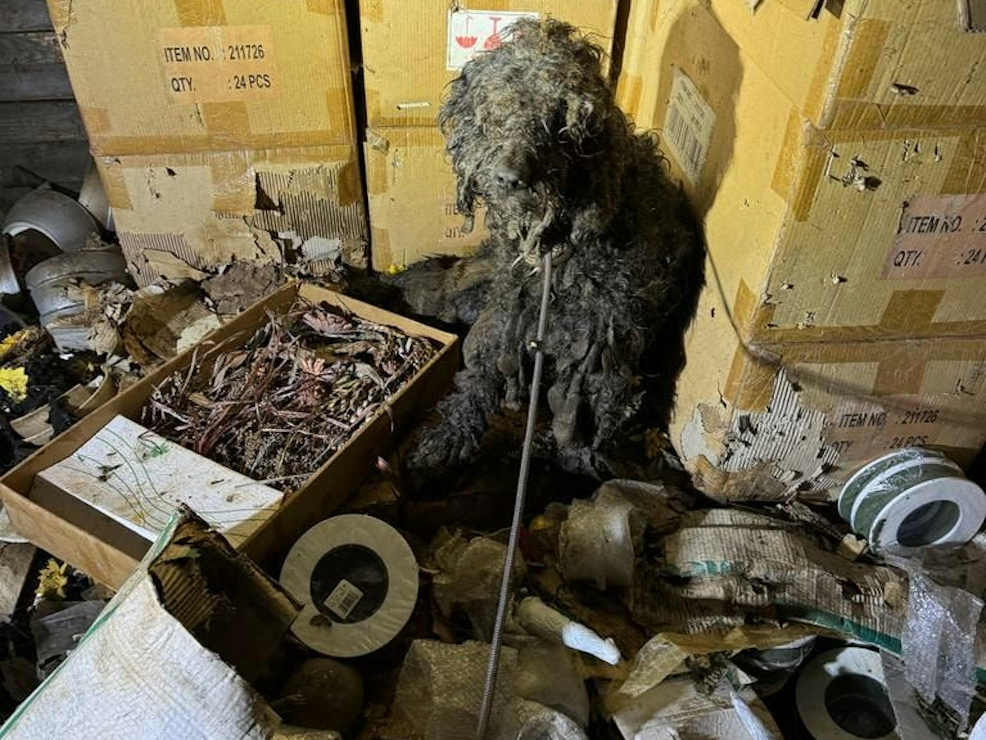 Ein Hund mit verfilztem Fell hockt inmitten von Müll und Dreck.