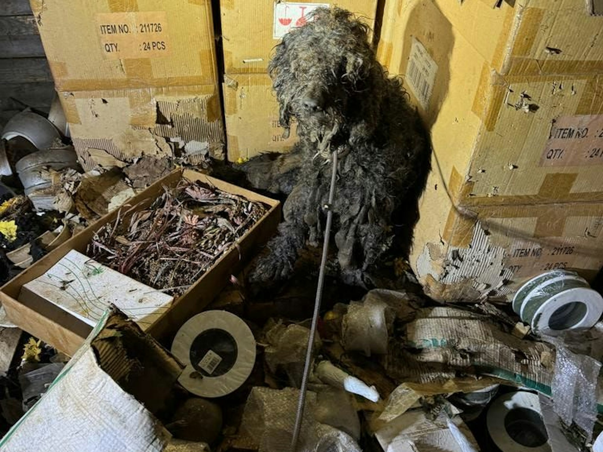 Ein Hund kauert inmitten von Müll.