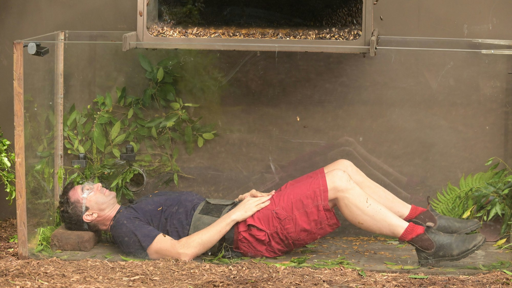 Ein Mann in blauem T-Shirt und roter Hose liegt in einem Glaskäfig inmitten Tausender Kakerlaken