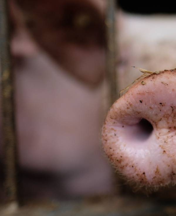 Ein Schwein in einem Stall eines Agrarbetriebes, hier im August 2020 in Limbach-Oberfrohna.