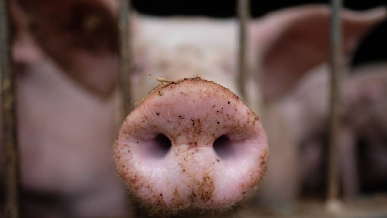 Ein Schwein in einem Stall eines Agrarbetriebes, hier im August 2020 in Limbach-Oberfrohna.