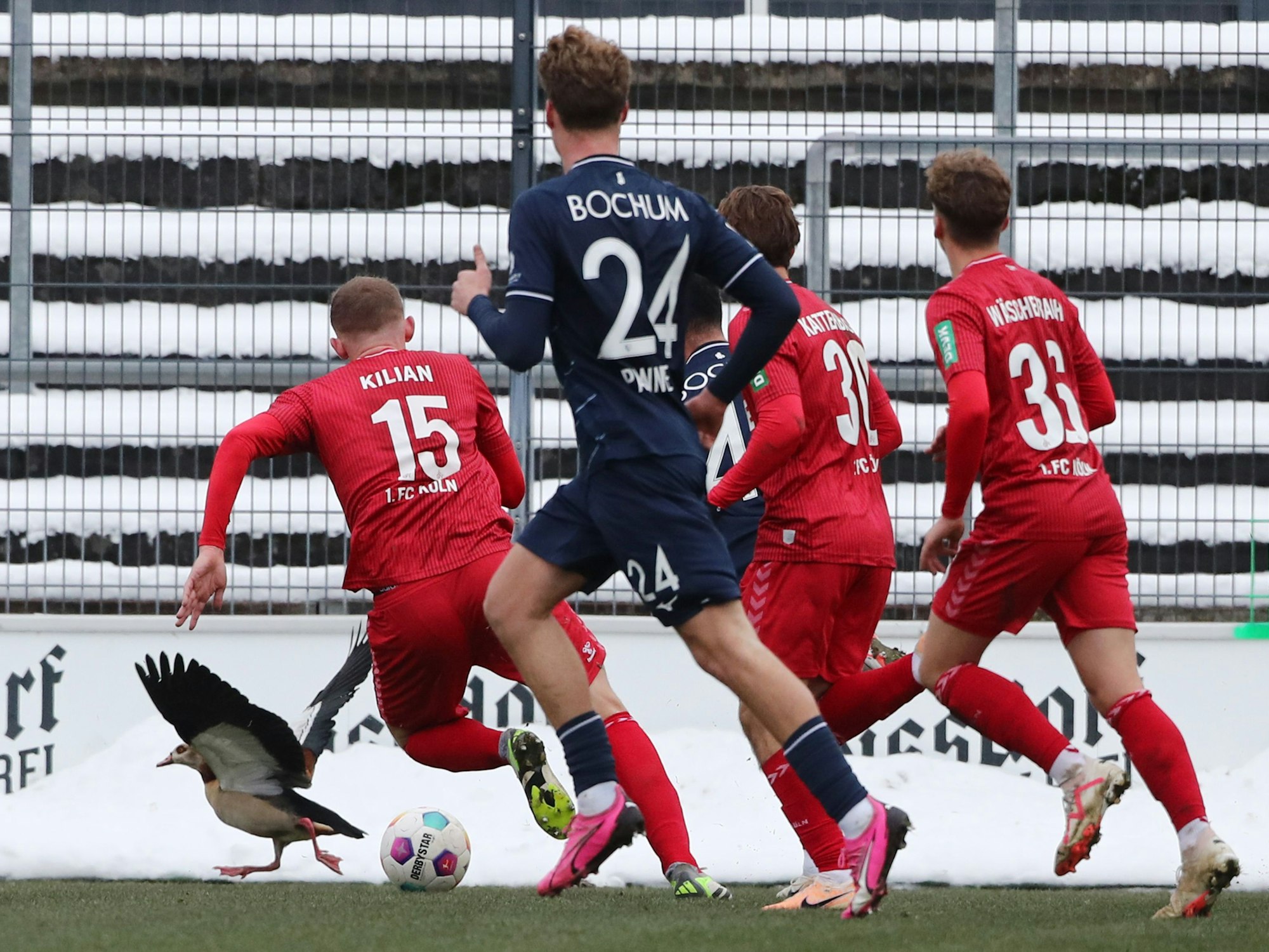Eine Gans im Franz-Kremer-Stadion mischte sich ins Spielgeschehen ein. Köln unterlag Bochum im Test mit 0:2.