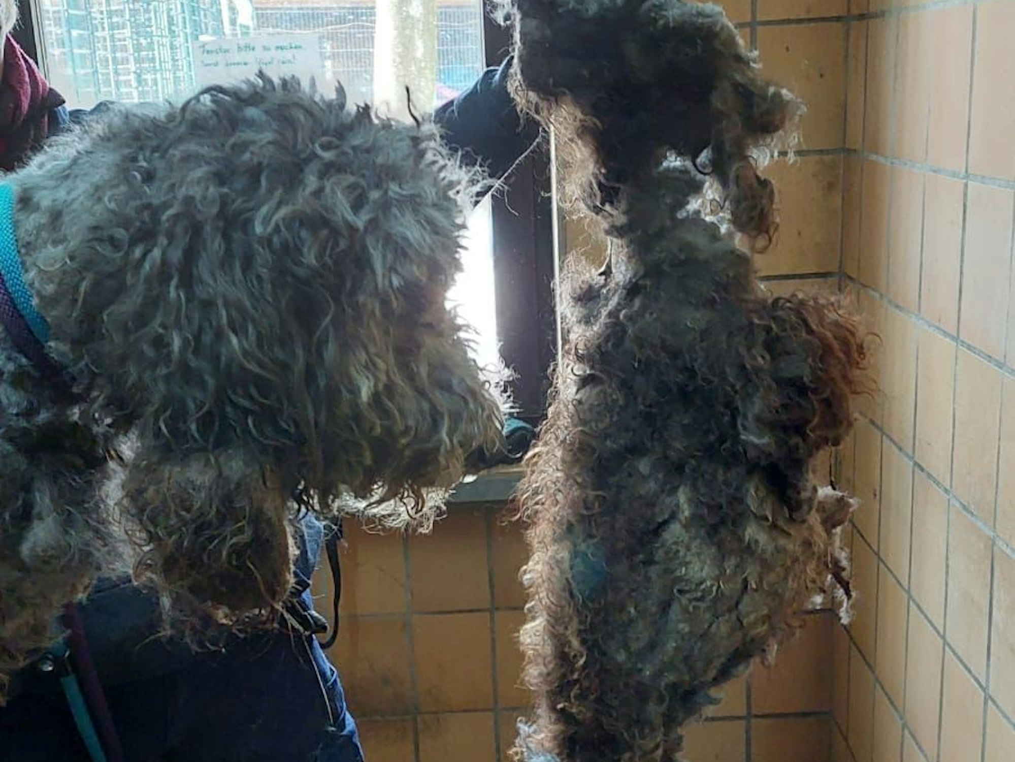 Eine Person hält große abgeschorene Fellstücke in der Hand.