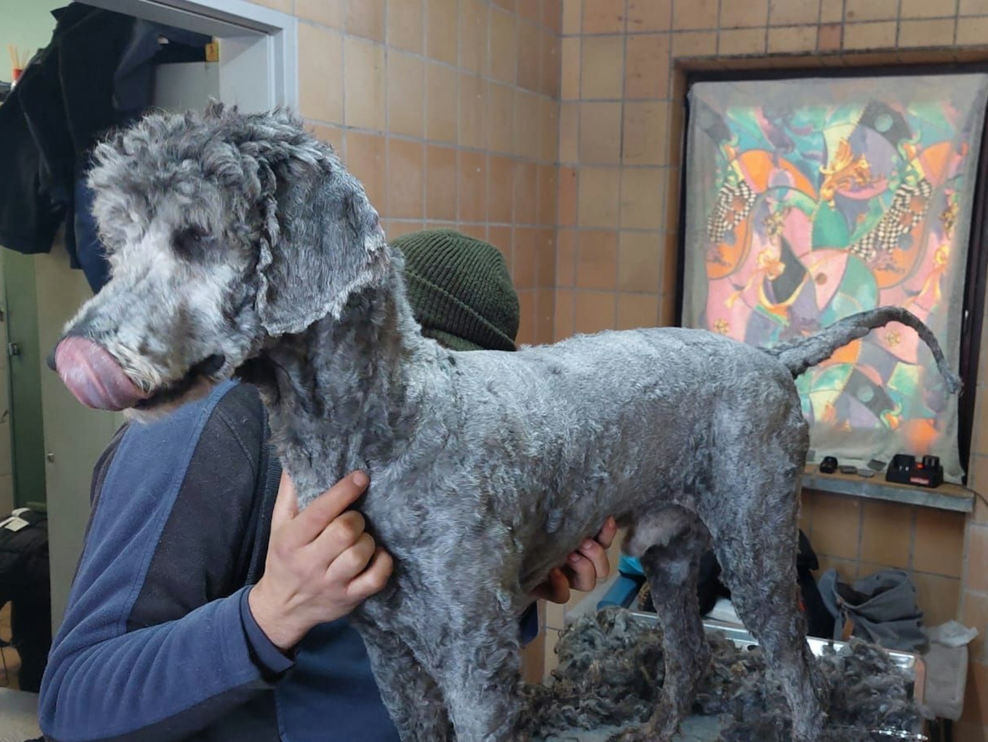 Das Fell von Mischling Bert ist ganz kurz geschoren worden.