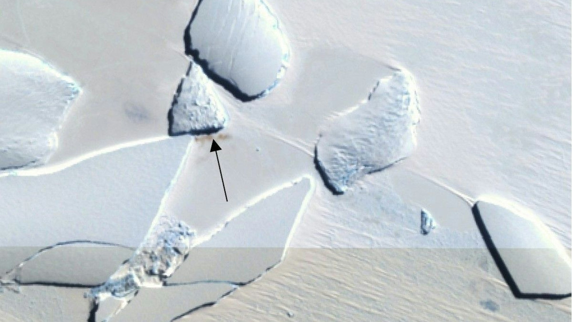 Das Foto des British Antarctic Survey (BAS) zeigt eine neue entdeckte Kolonie von Kaiserpinguinen in der Antarktis. Die Forschenden kamen ihr dank verräterischer brauner Flecken auf die Spur. Zumindest einige Kaiserpinguine verlegen ihre Kolonien, da das schmelzende Eis aufgrund des Klimawandels die Brutgebiete bedroht.