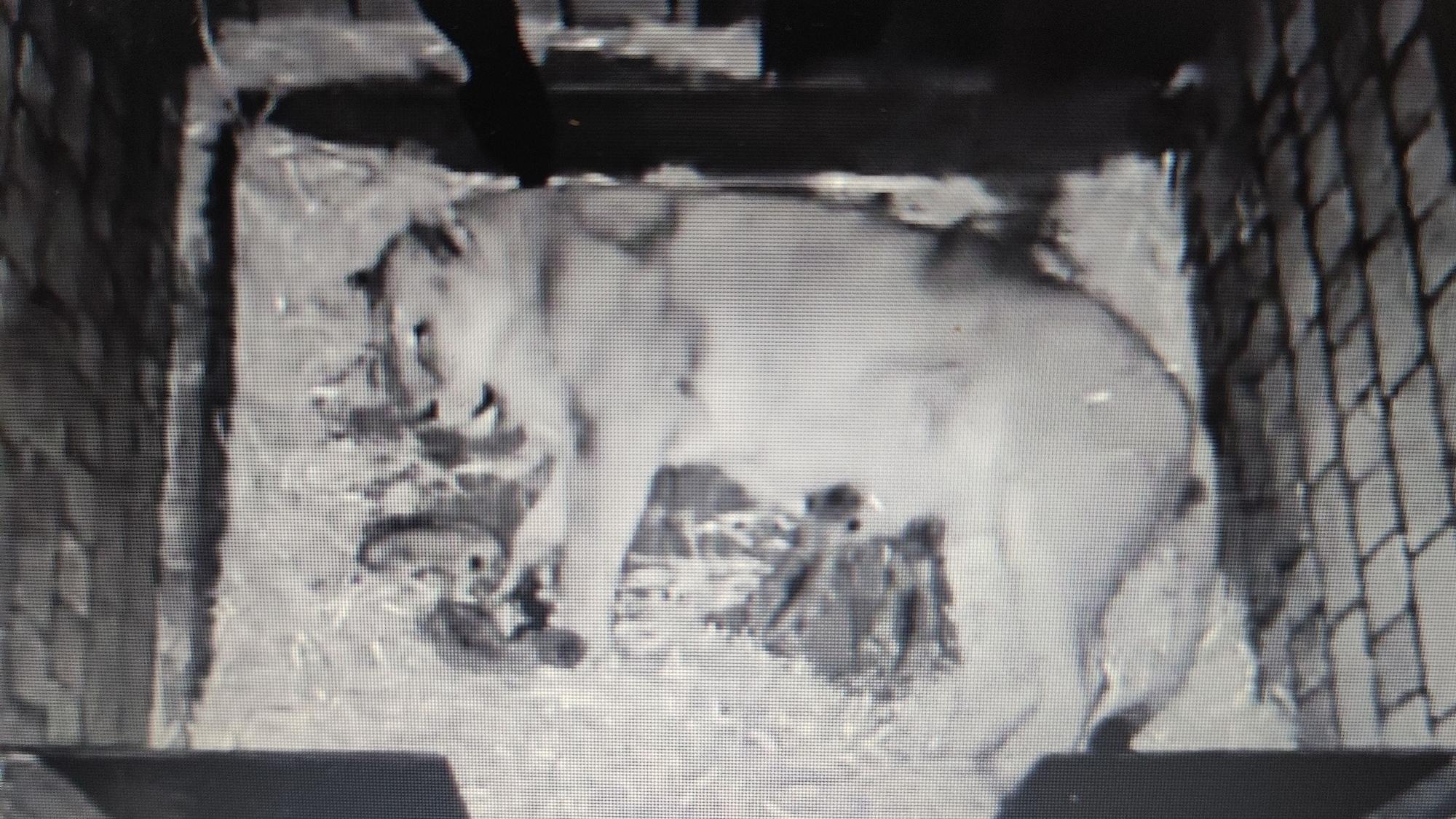 Eine Löwen-Mama liegt in einer Wurfhöhle gemeinsam mit ihren Jungtieren.