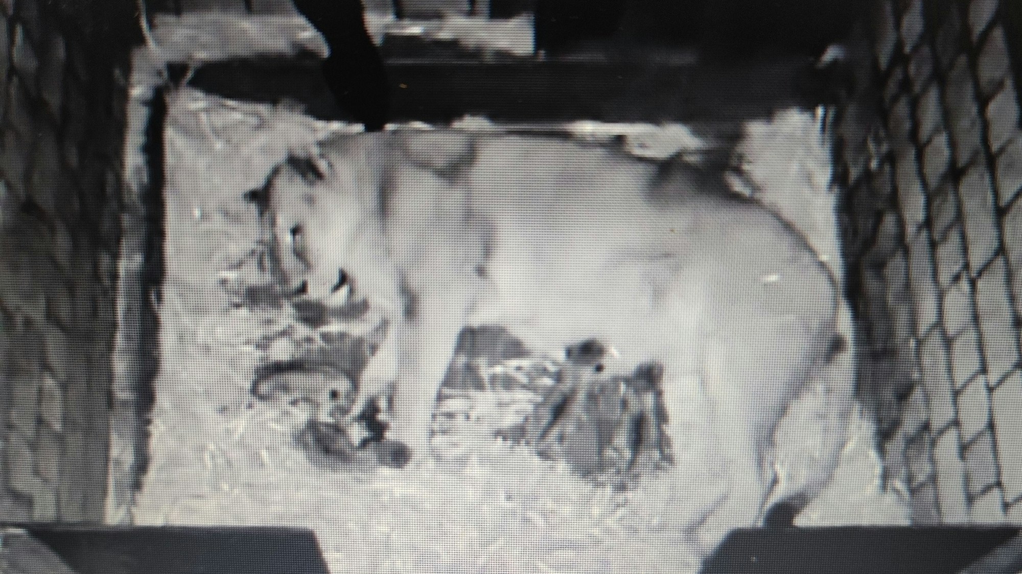 Eine Löwen-Mama liegt in einer Wurfhöhle gemeinsam mit ihren Jungtieren.
