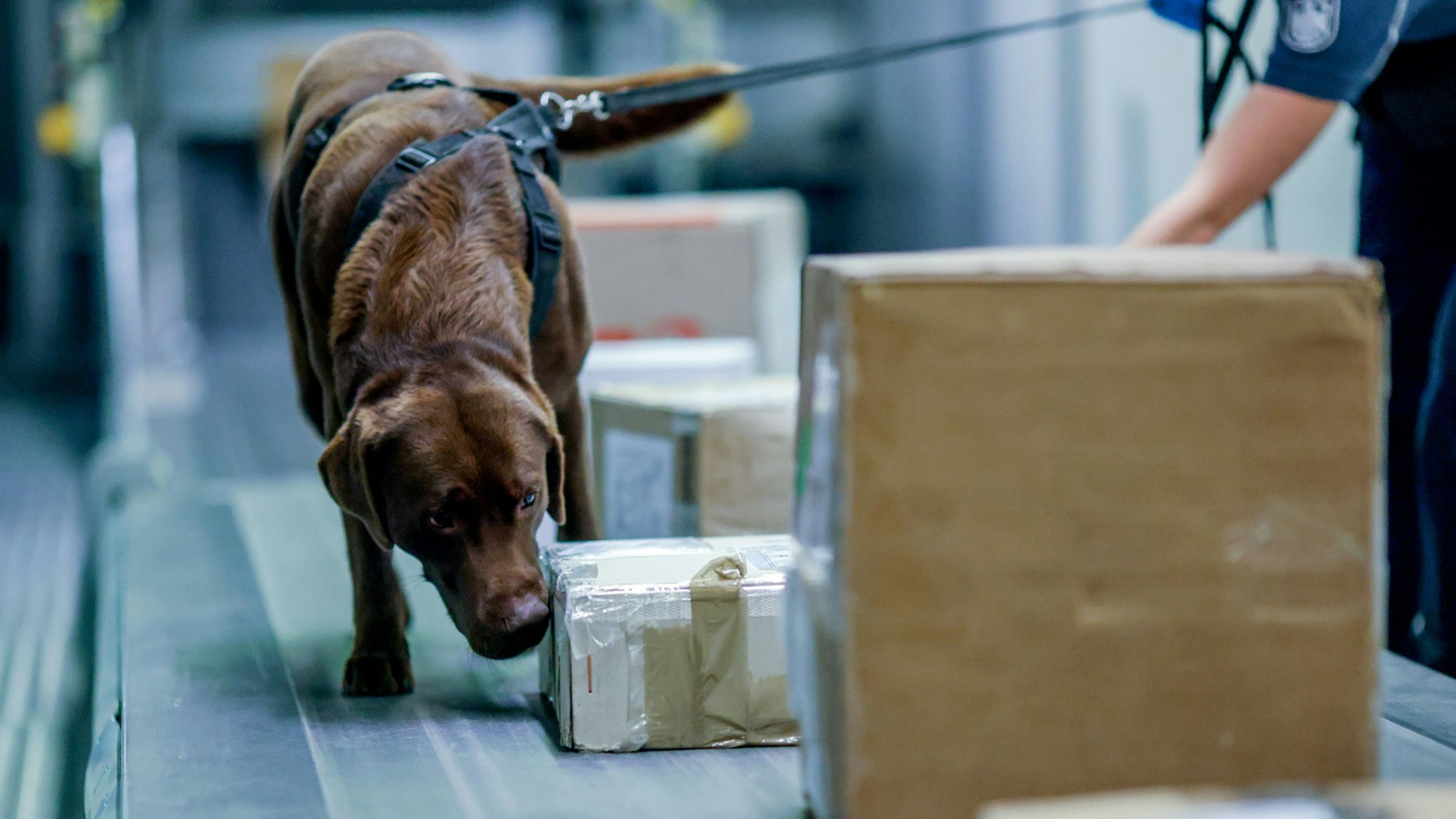 Drogenspürhund schnüffelt beim Kölner Zoll Pakete ab.