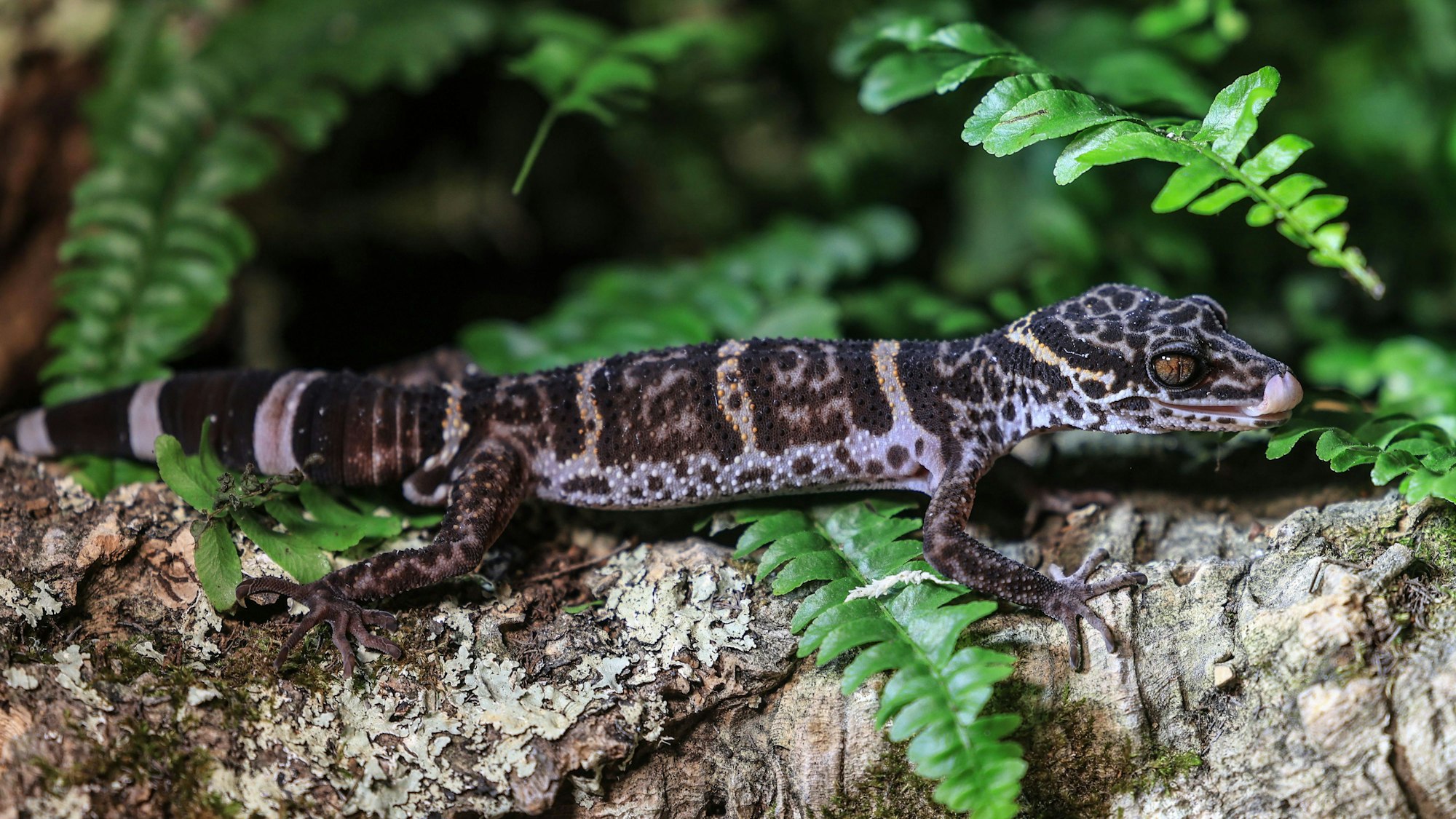 Ein Tigergecko sitzt im Kölner Zoo auf einem Baumstamm.