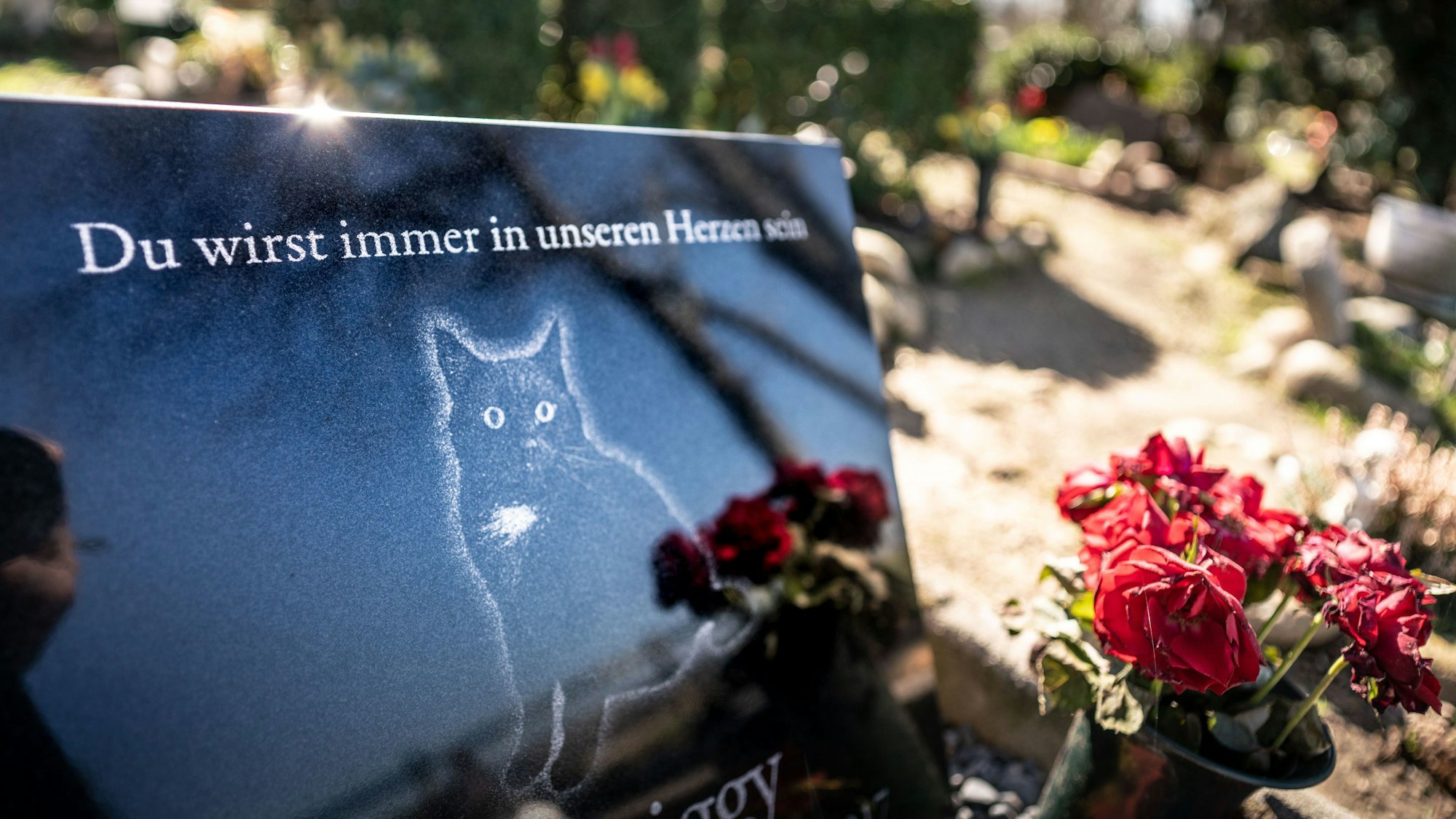 Ein Grabstein zeigt eine Katze, darüber die Inschrift „Du wird immer in unseren Herzen sein“.