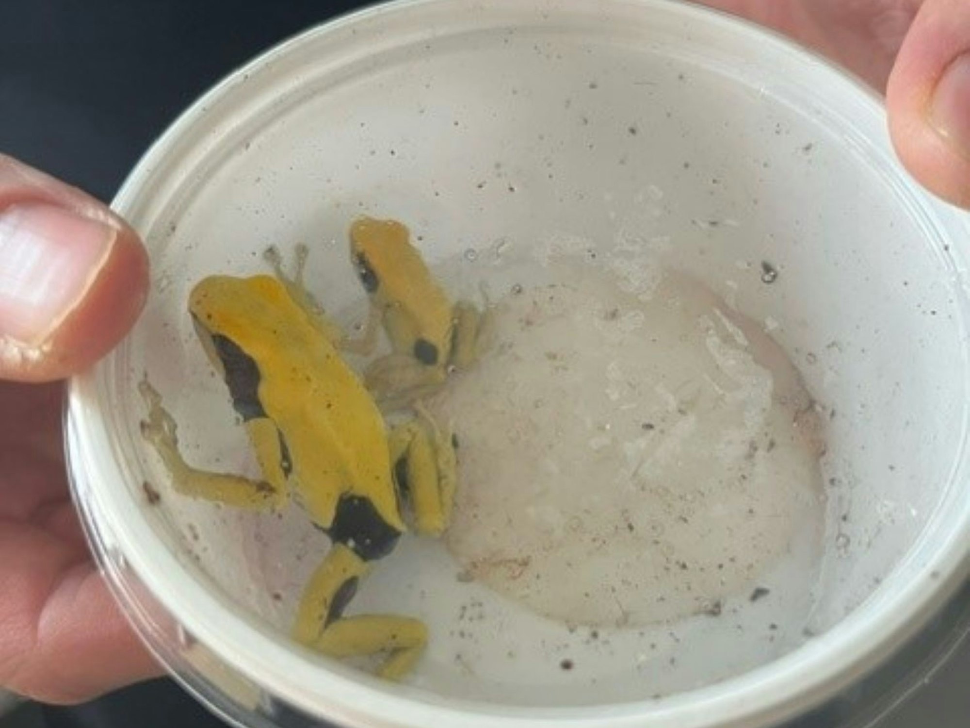 Zwei kleine Frösche befinden sich in einer Plastikbox.