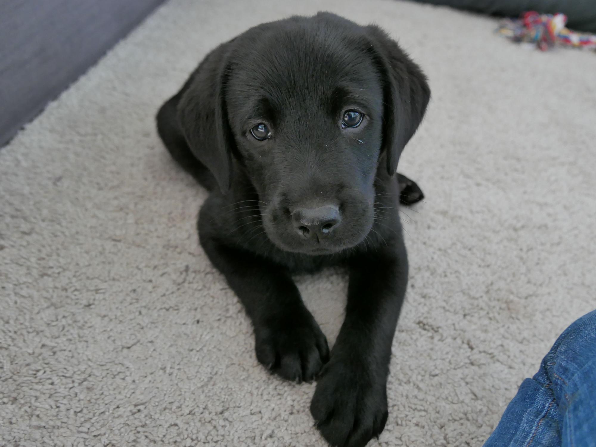 Ein Labrador-Welpe liegt auf einem Teppich.