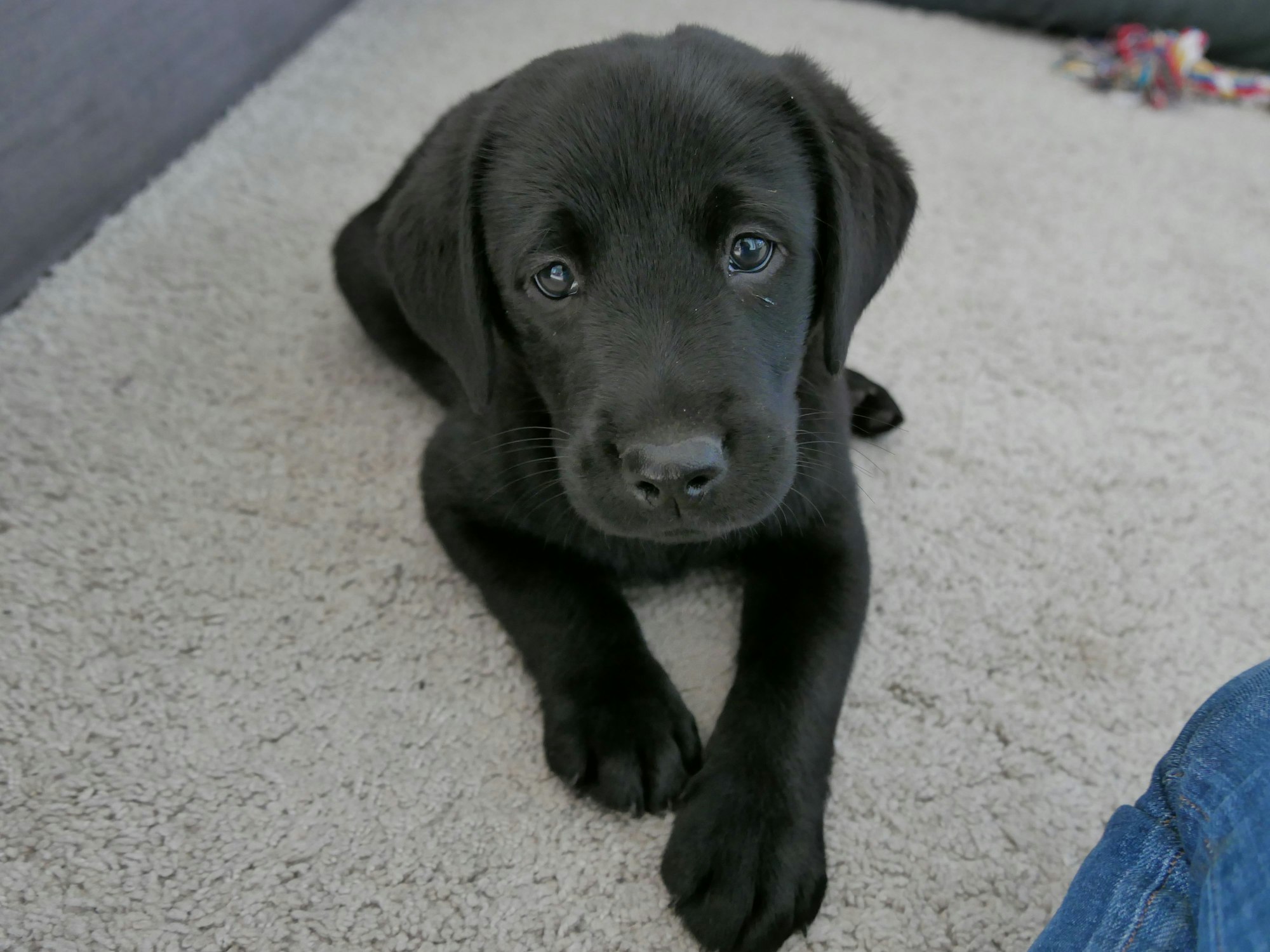 Ein Labrador-Welpe liegt auf einem Teppich.