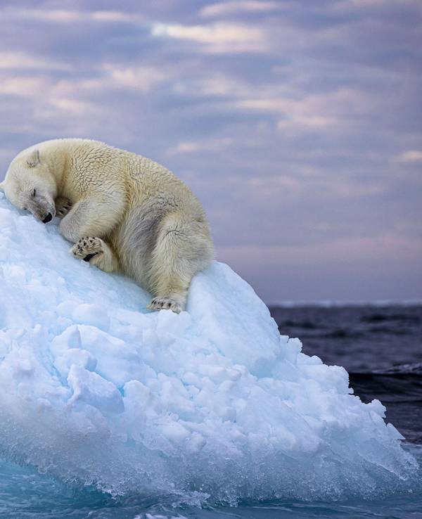 Dieses undatierte, vom Natural History Museum herausgegebenes Foto mit dem Namen „Ice Bed“ des britischen Fotografen Nima Sarikhani zeigt einen Eisbären im norwegischen Svalbard-Archipel. Das Foto von Nima Saikhani hat den Publikumspreis des Wettbewerbs „Wildlife Photographer of The Year“ des Londoner Natural History Museums gewonnen.