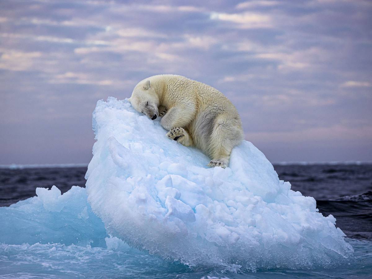 Dieses undatierte, vom Natural History Museum herausgegebenes Foto mit dem Namen „Ice Bed“ des britischen Fotografen Nima Sarikhani zeigt einen Eisbären im norwegischen Svalbard-Archipel. Das Foto von Nima Saikhani hat den Publikumspreis des Wettbewerbs „Wildlife Photographer of The Year“ des Londoner Natural History Museums gewonnen.