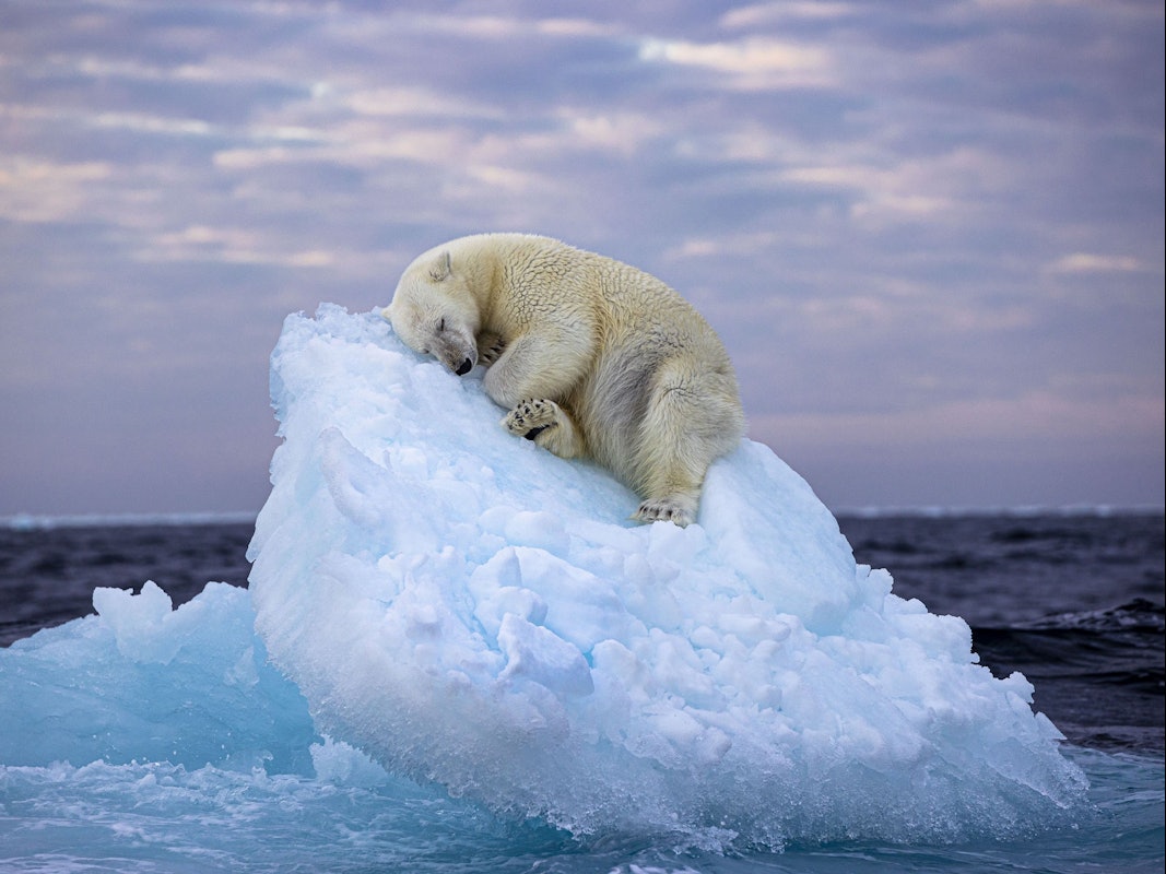 Dieses undatierte, vom Natural History Museum herausgegebenes Foto mit dem Namen „Ice Bed“ des britischen Fotografen Nima Sarikhani zeigt einen Eisbären im norwegischen Svalbard-Archipel. Das Foto von Nima Saikhani hat den Publikumspreis des Wettbewerbs „Wildlife Photographer of The Year“ des Londoner Natural History Museums gewonnen.