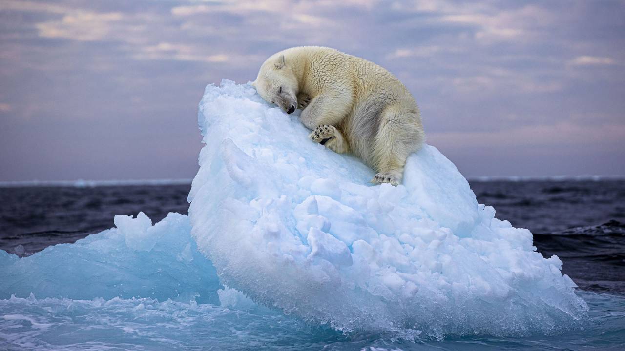 Dieses undatierte, vom Natural History Museum herausgegebenes Foto mit dem Namen „Ice Bed“ des britischen Fotografen Nima Sarikhani zeigt einen Eisbären im norwegischen Svalbard-Archipel. Das Foto von Nima Saikhani hat den Publikumspreis des Wettbewerbs „Wildlife Photographer of The Year“ des Londoner Natural History Museums gewonnen.