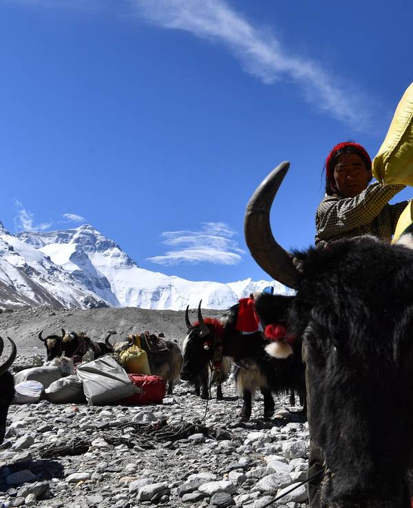 Ein Yak-Transportteam am Mount Everest