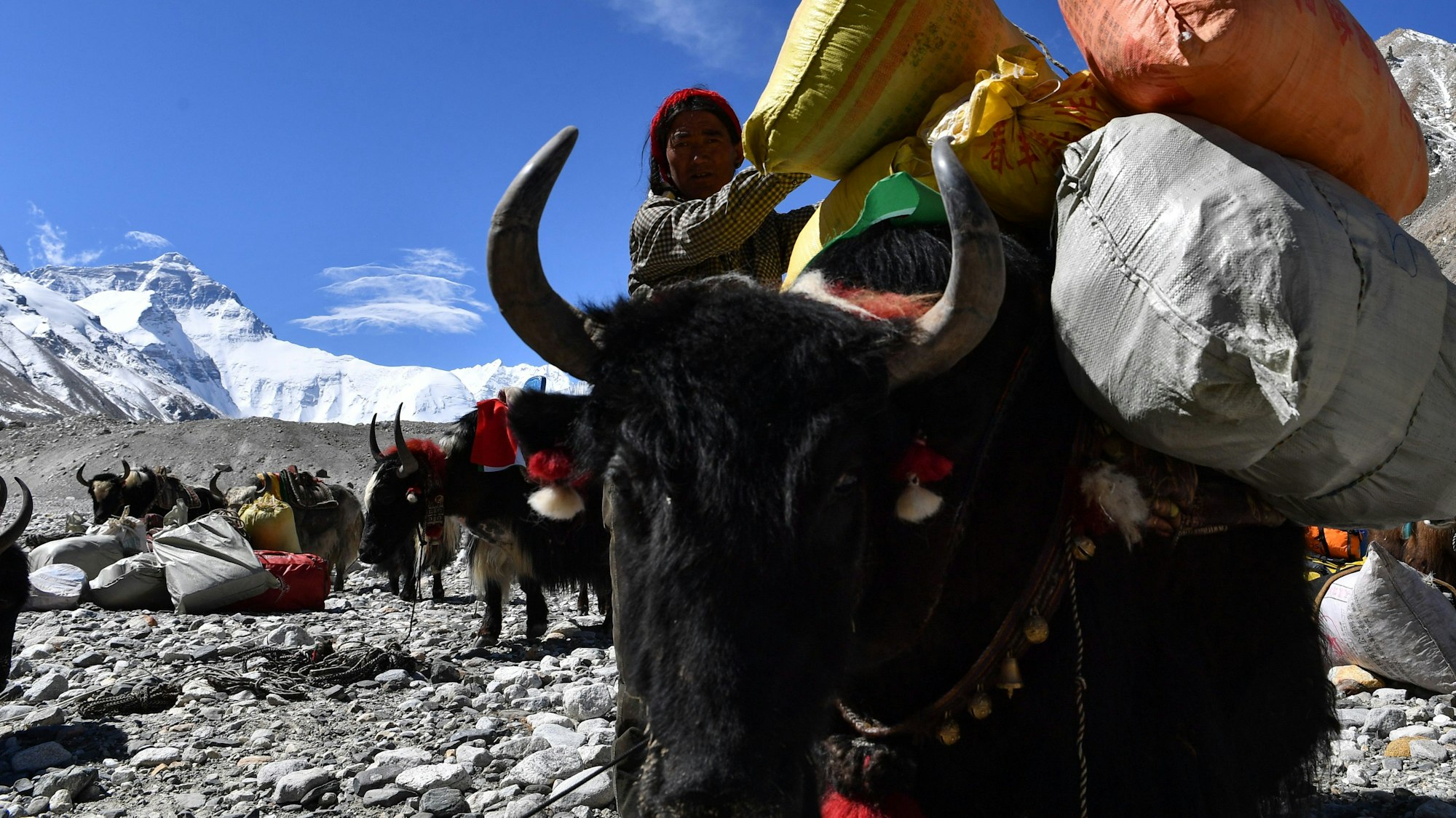 Ein Yak-Transportteam am Mount Everest