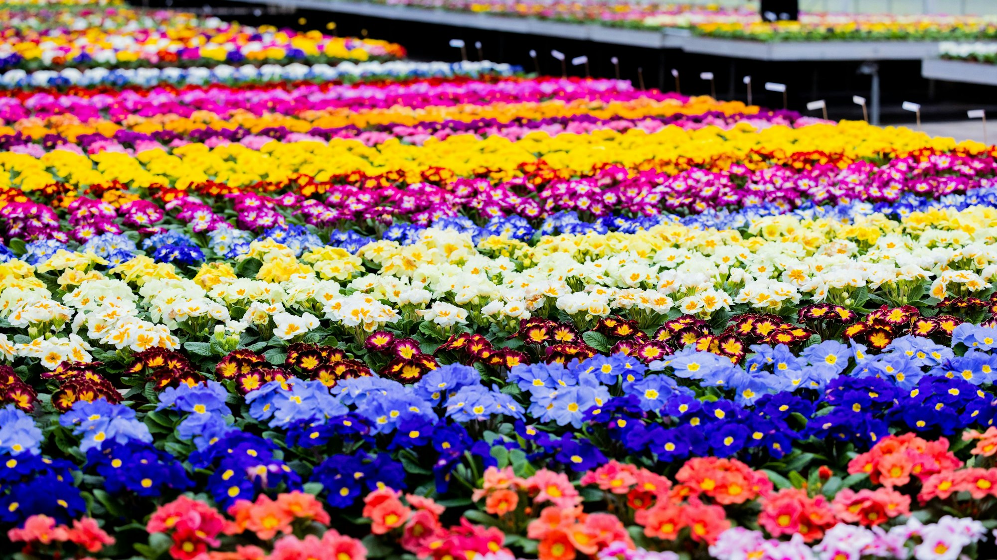 Primeln blühen in einem Gewächshaus eines Primelzuchtbetriebes.