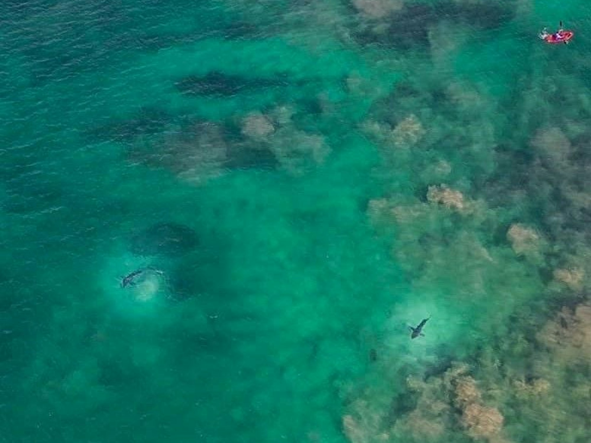 Ein Drohnenbild, das Weiße Haie im Wasser zeigt. Das Foto wurde in Hartenbos, Südafrika, aufgenommen.