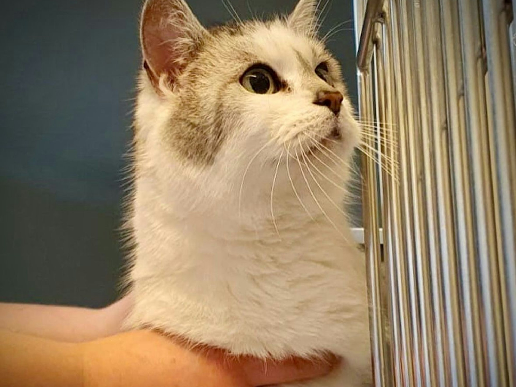 Katze Kamelle im Tierheim Köln-Dellbrück.