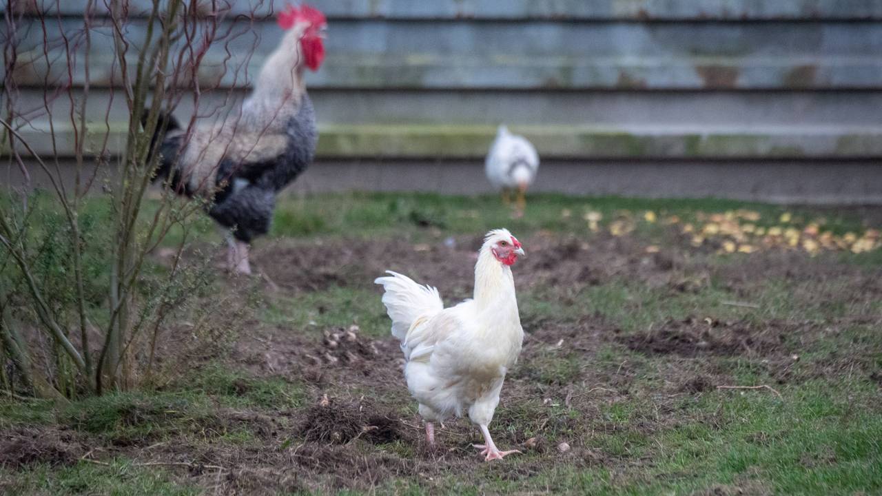 Hühner laufen auf einer Wiese, hier im November 2022 in Mecklenburg-Vorpommern.