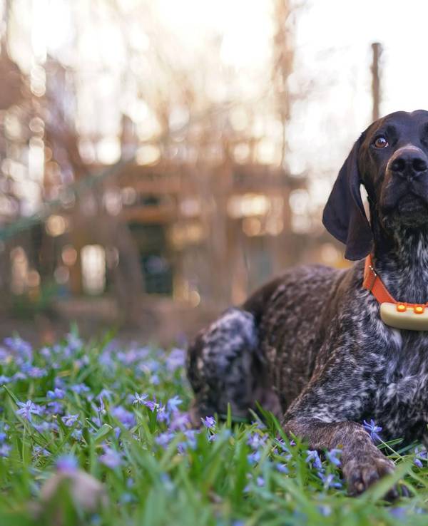 Auf dem Foto liegt ein Hund mit GPS-Tracker am Halsband auf einer Wiese.