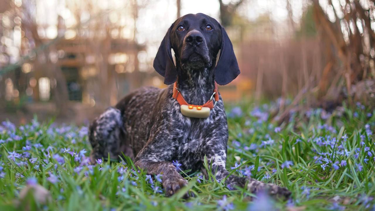 Auf dem Foto liegt ein Hund mit GPS-Tracker am Halsband auf einer Wiese.