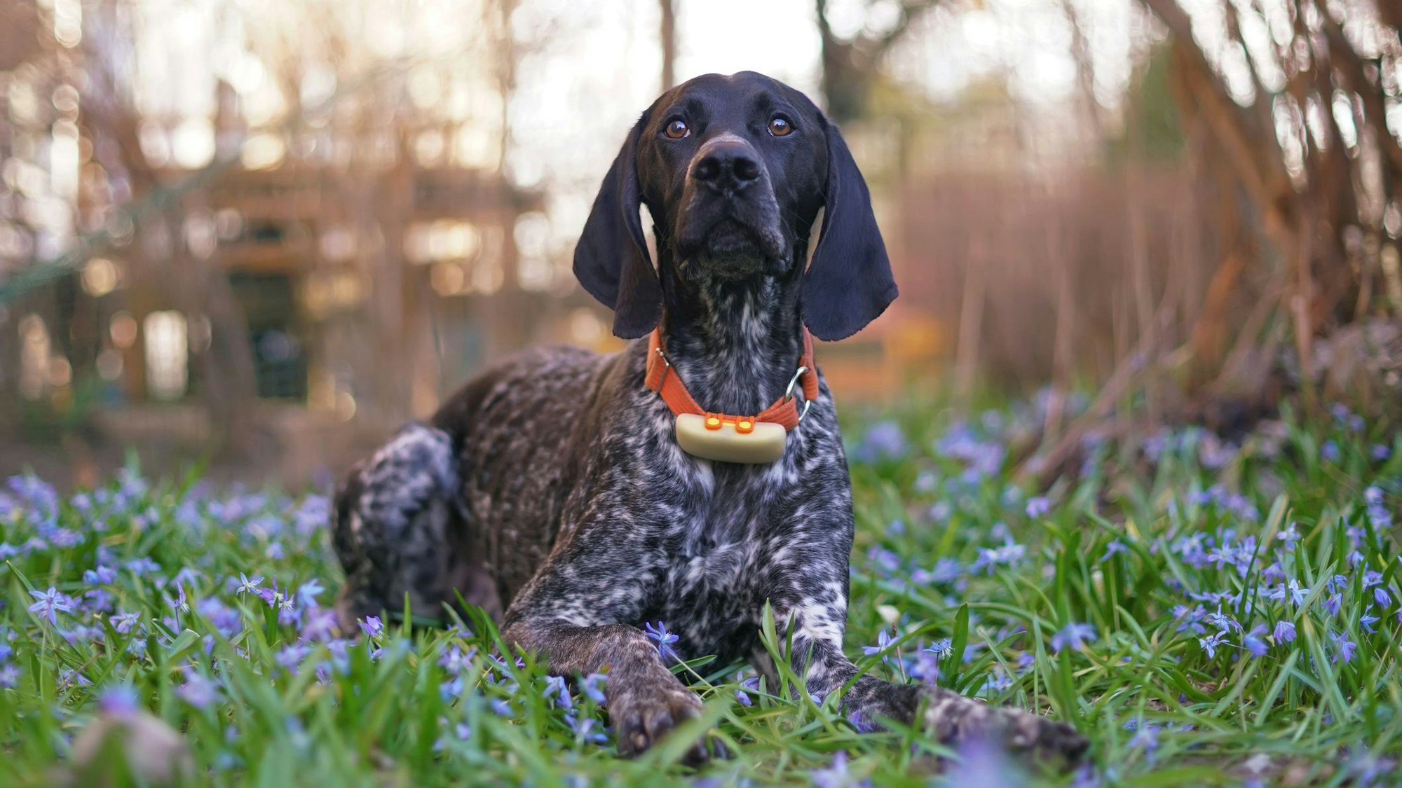 Auf dem Foto liegt ein Hund mit GPS-Tracker am Halsband auf einer Wiese.