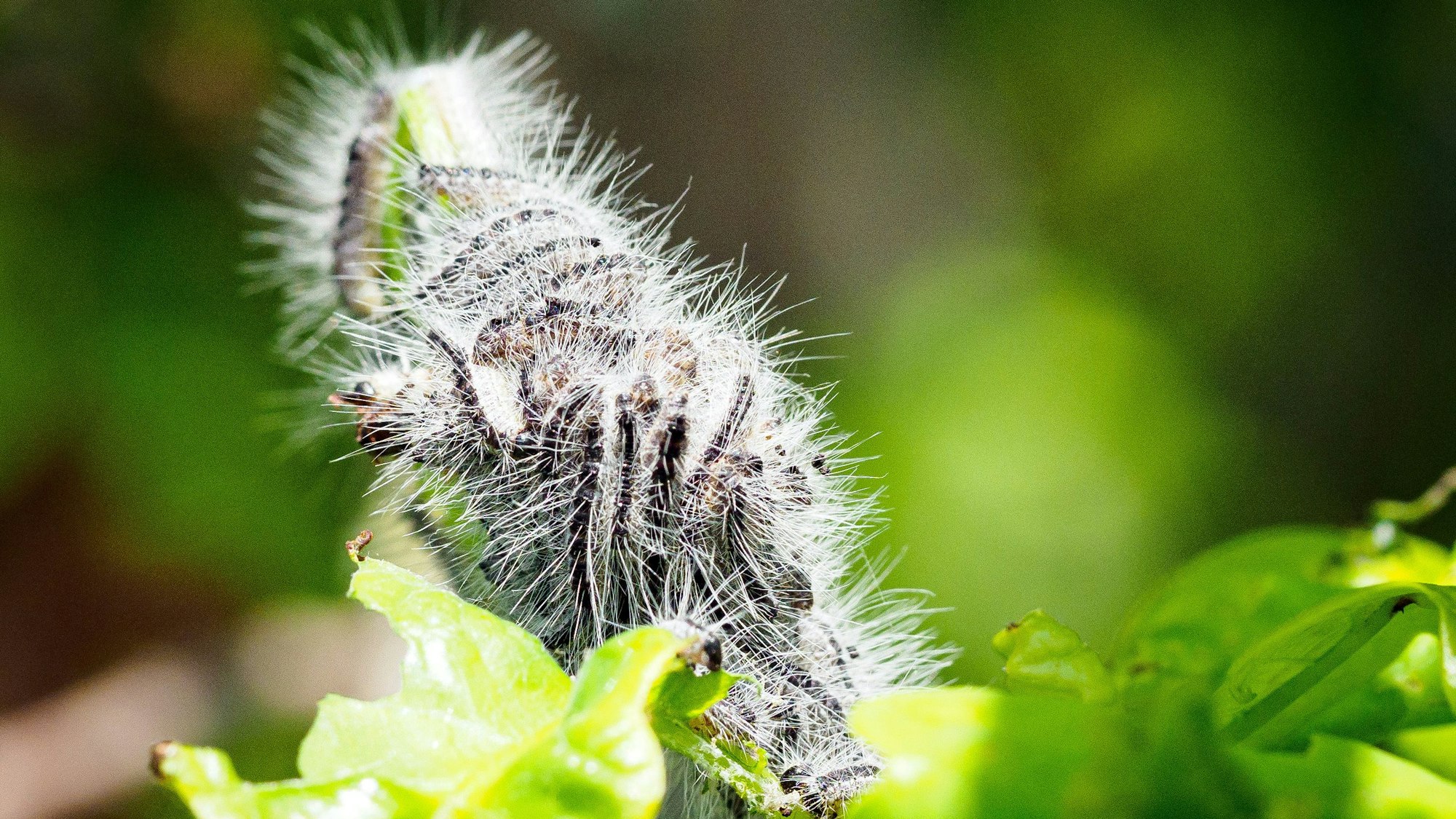 Die Raupen des Eichenprozessionsspinners sammeln sich gerne und ziehen wie in einer teils meterlangen Prozession weiter.