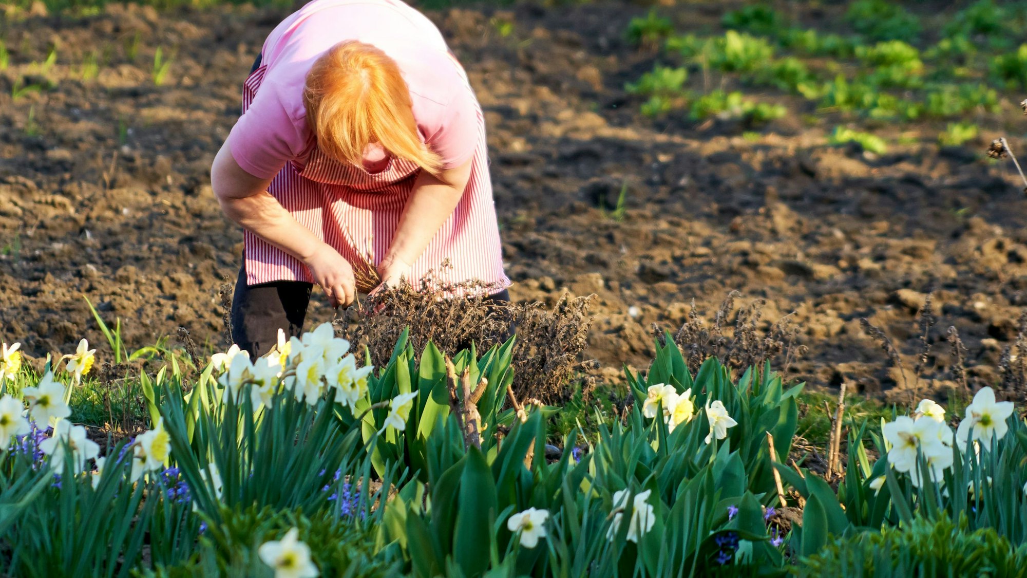 Eine Frau arbeitet im März im Garten