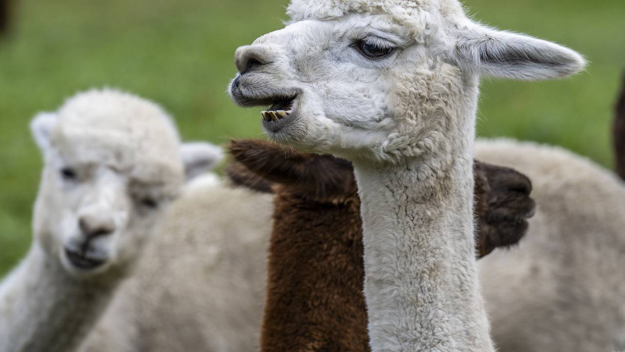 Alpakas stehen auf einer Alm kurz vor dem Alpabzug vom Griesalpgebiet zurück ins Kiental, hier im September 2023.