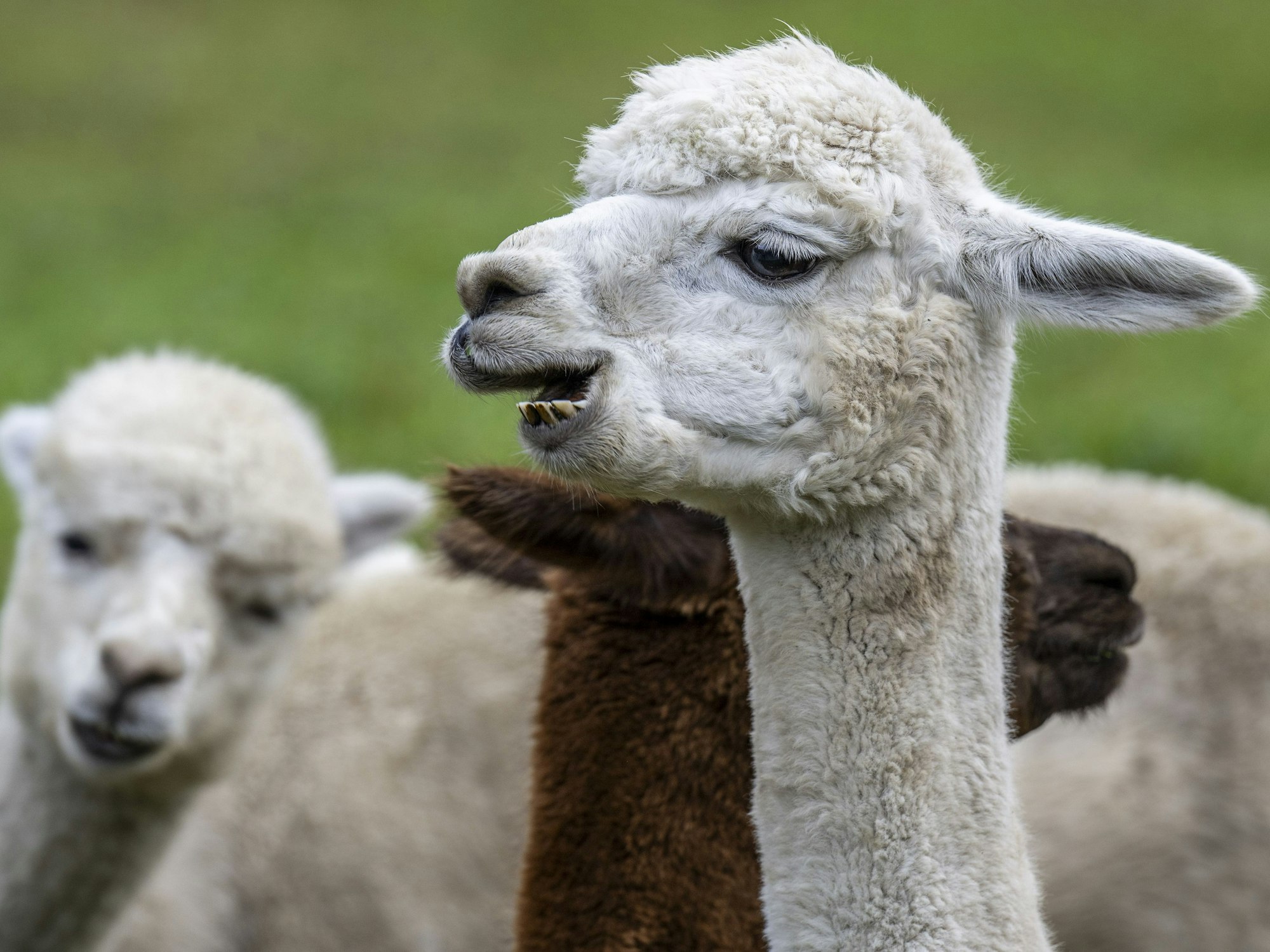 Alpakas stehen auf einer Alm kurz vor dem Alpabzug vom Griesalpgebiet zurück ins Kiental, hier im September 2023.