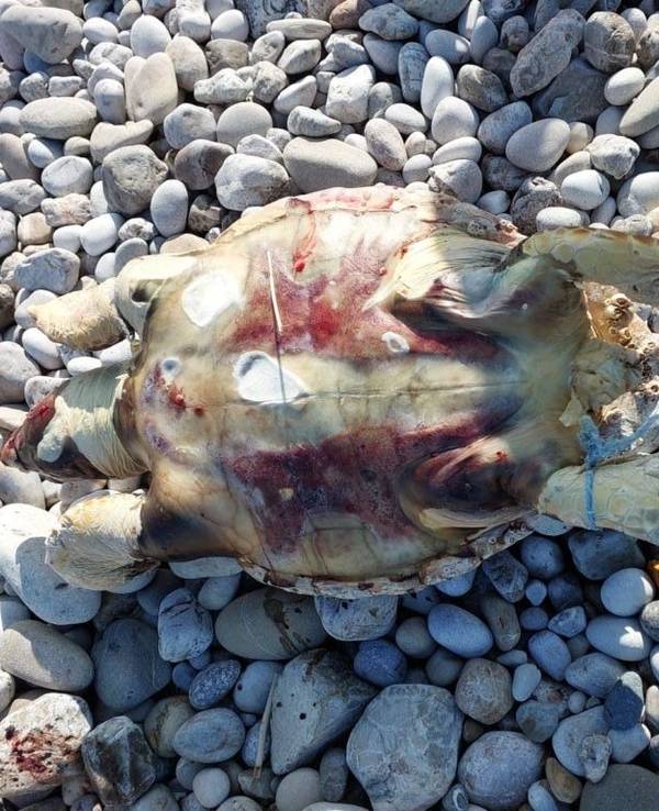 Bild einer der toten Unechten Karettschildkröten an der Küste Zyperns: Über 40 Prozent der Schildkröten dort hatten Plastikstücke im Körper.